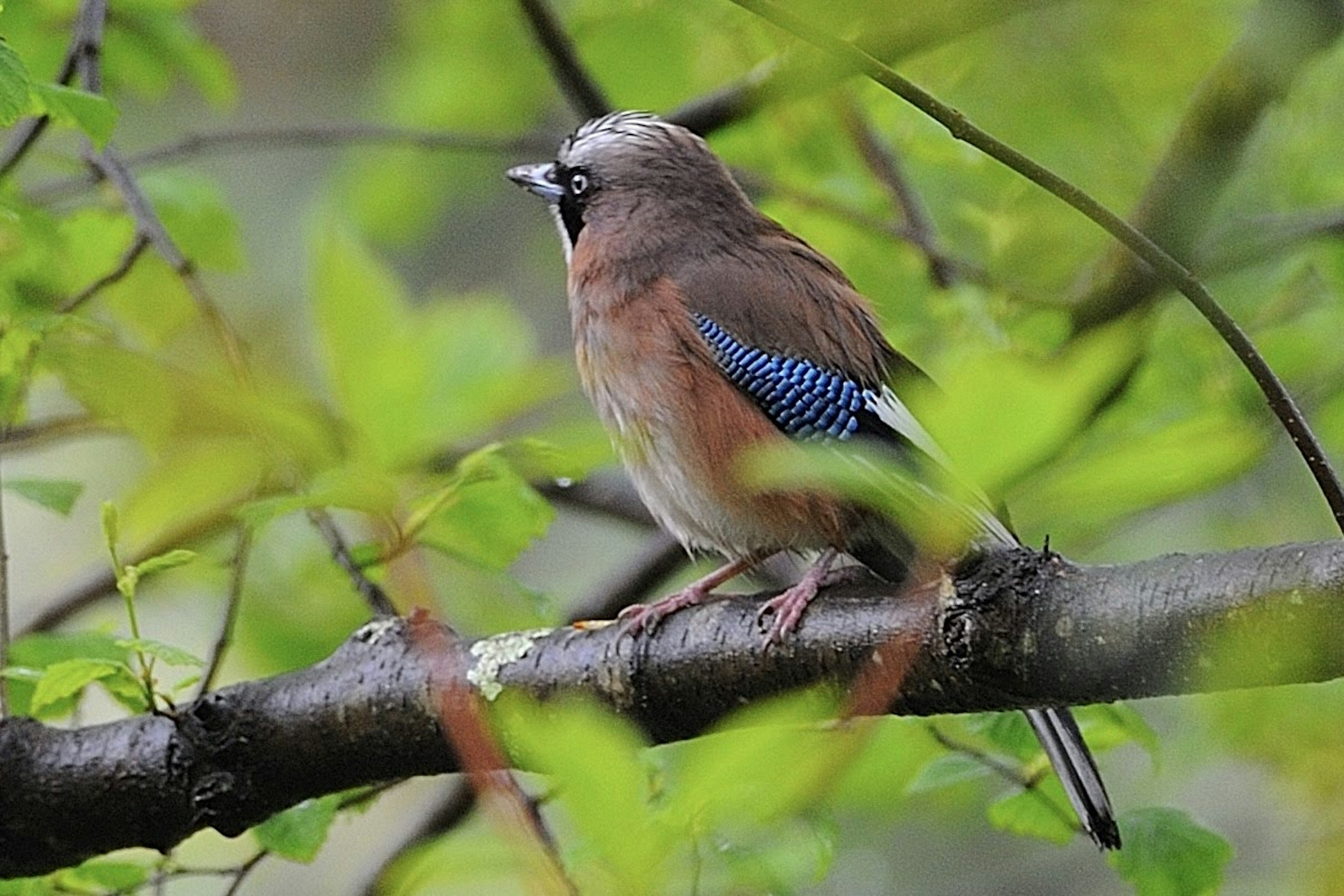 Burung berbulu biru bertengger di antara daun hijau