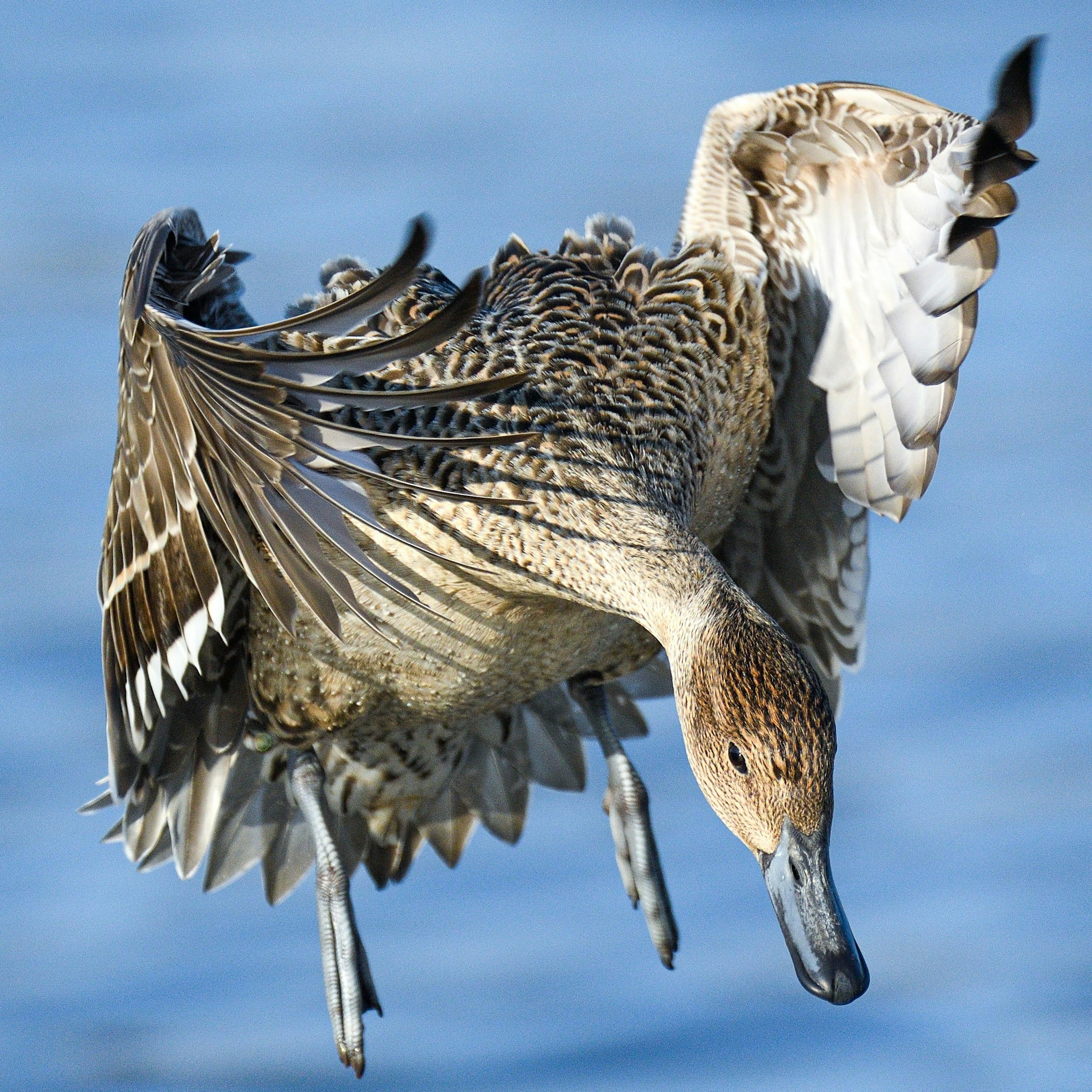 Weiblicher Ente im Flug mit Federzeichnungen und blauem Wasserhintergrund