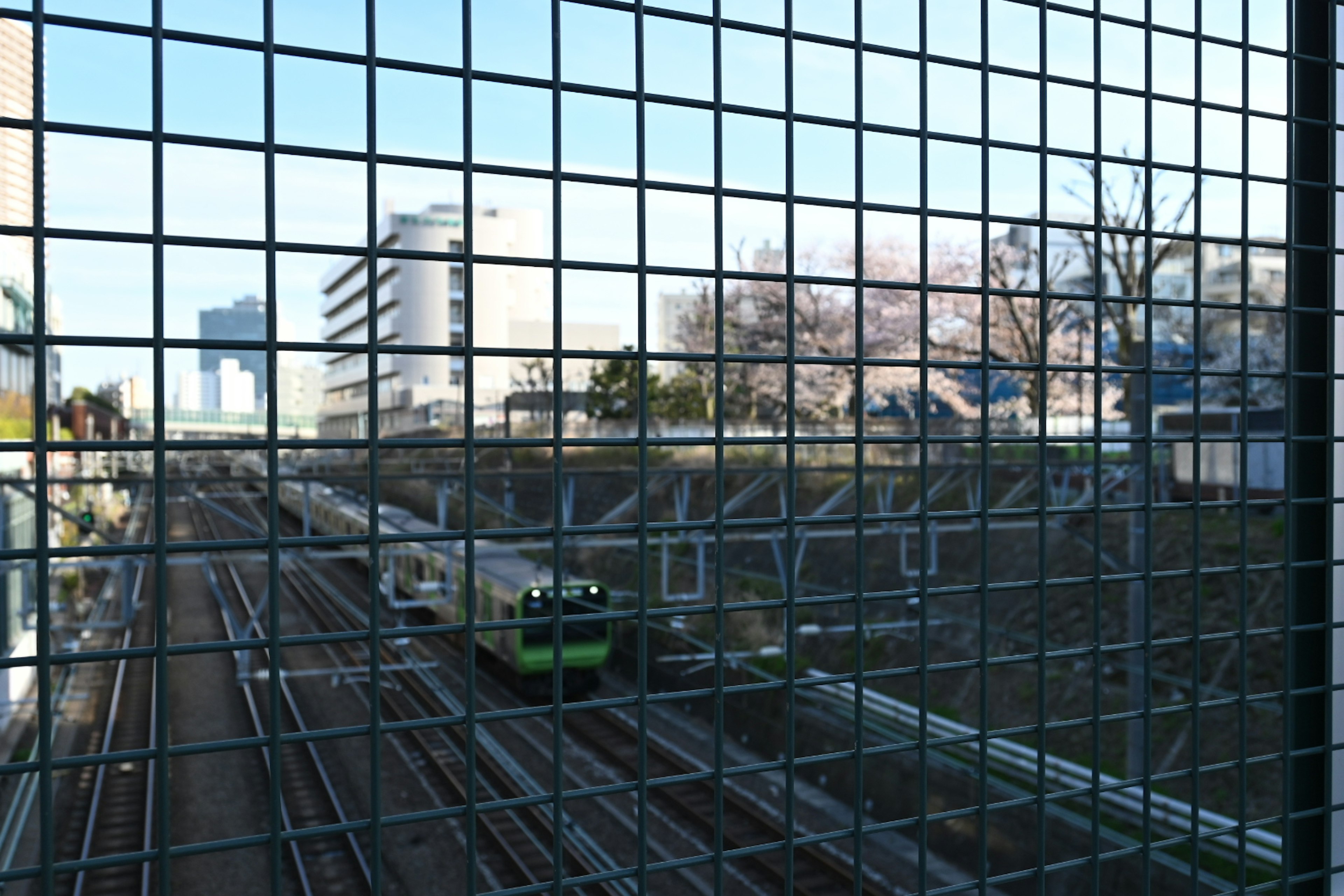 View of railway tracks through a grid fence green train with cherry blossom trees in the background