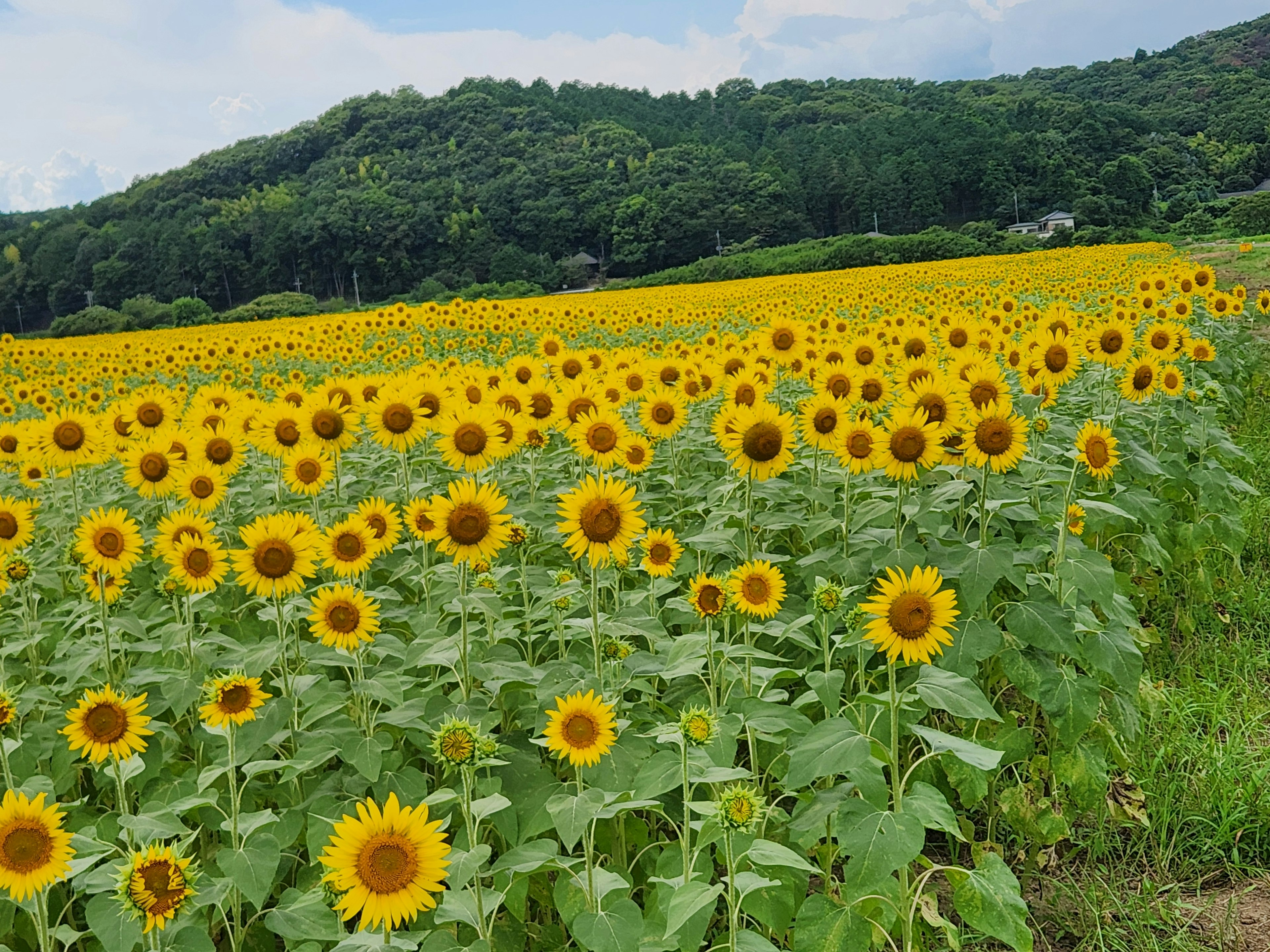 広がるひまわり畑と青空の下の風景