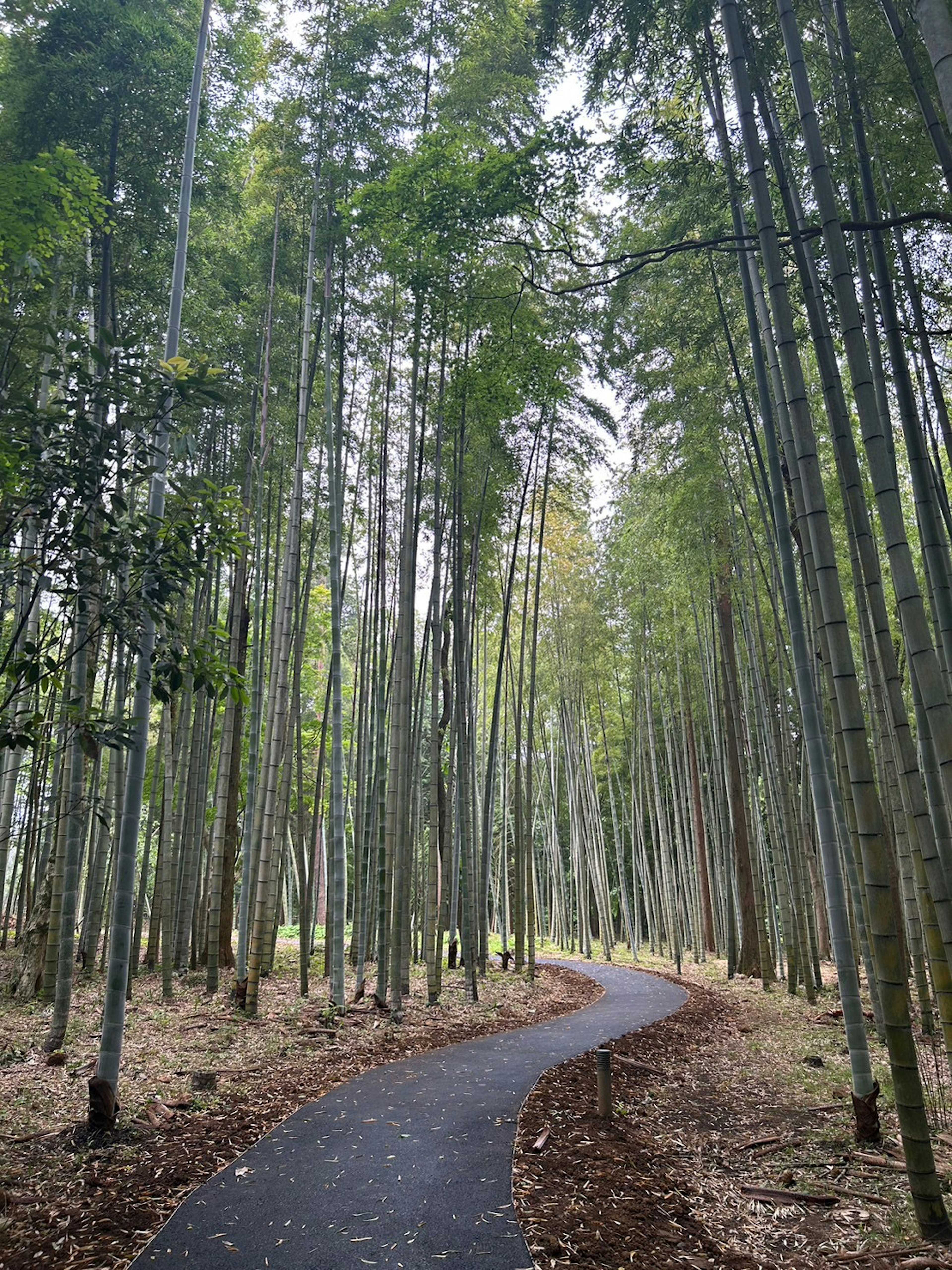 竹林の中の小道が曲がっている風景