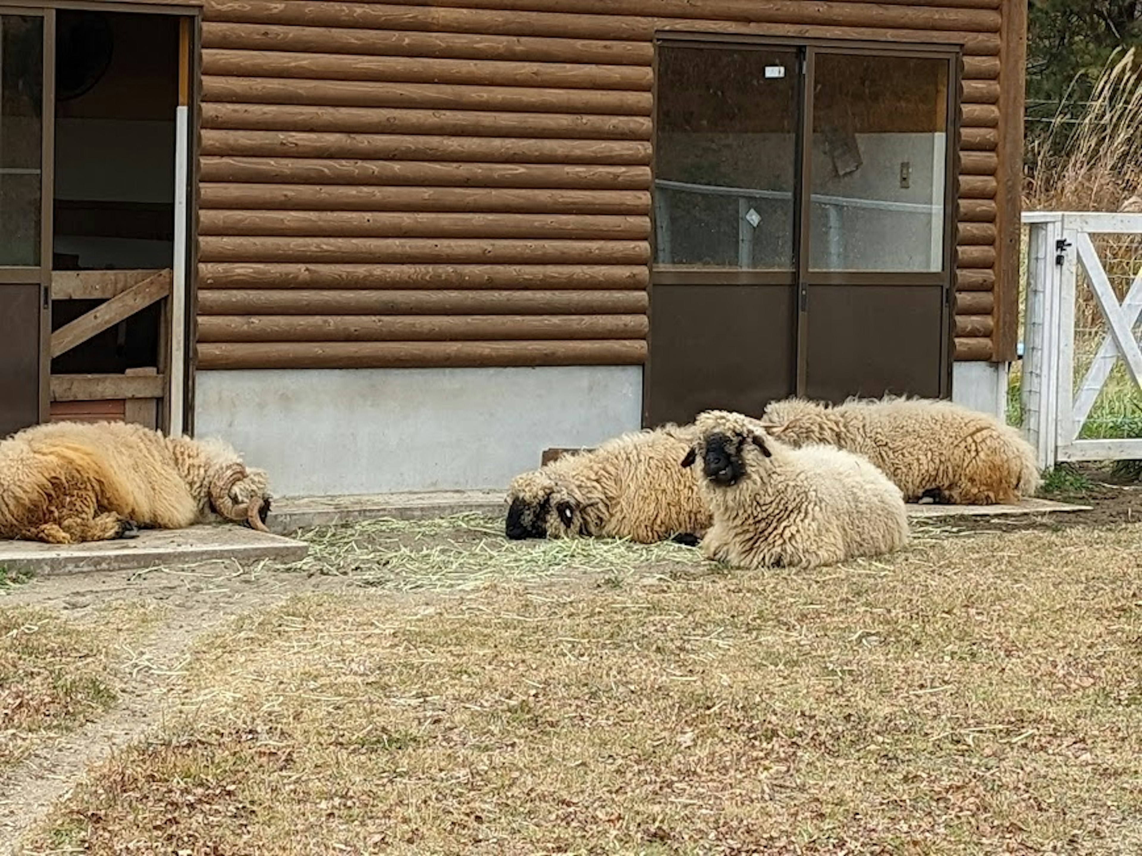 Une scène de ferme paisible avec des moutons reposant sur l'herbe