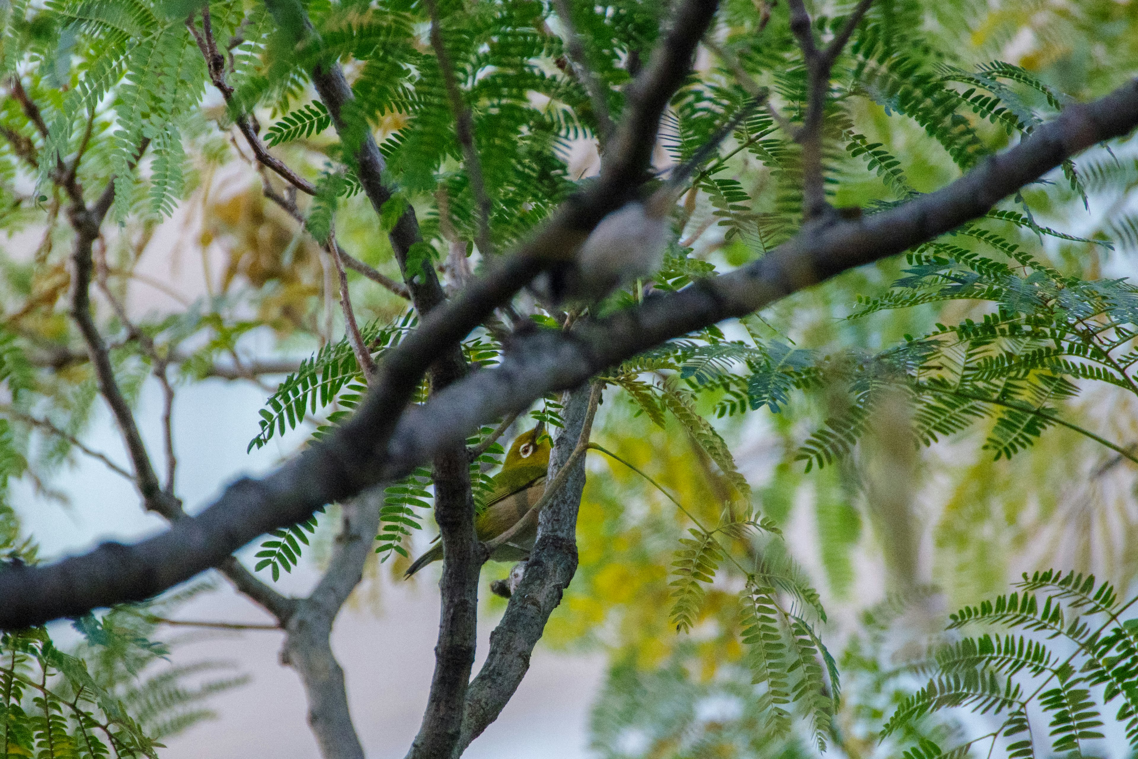 Foto de un árbol con hojas verdes y ramas