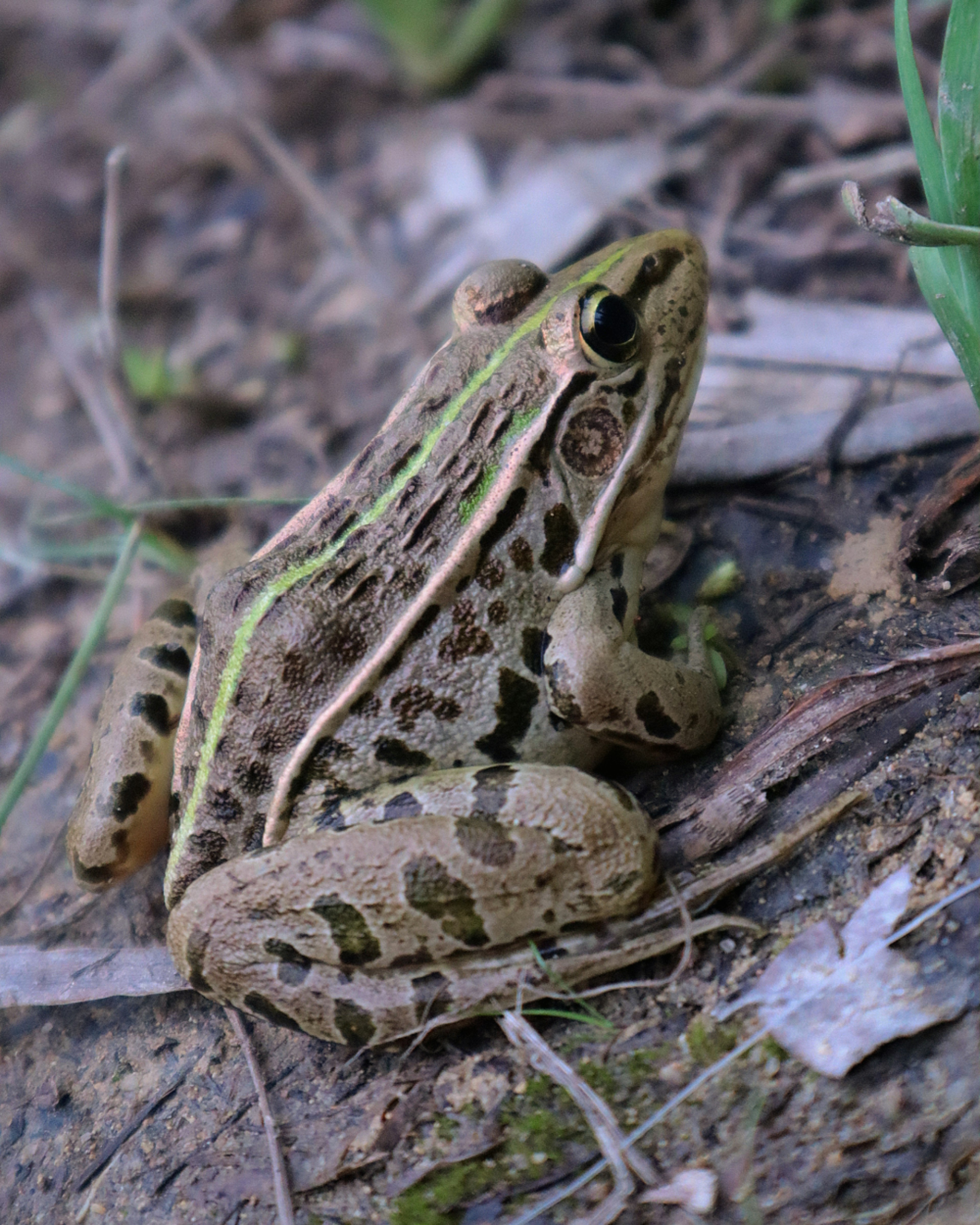 Gros plan d'une grenouille rayée verte reposant sur le sol