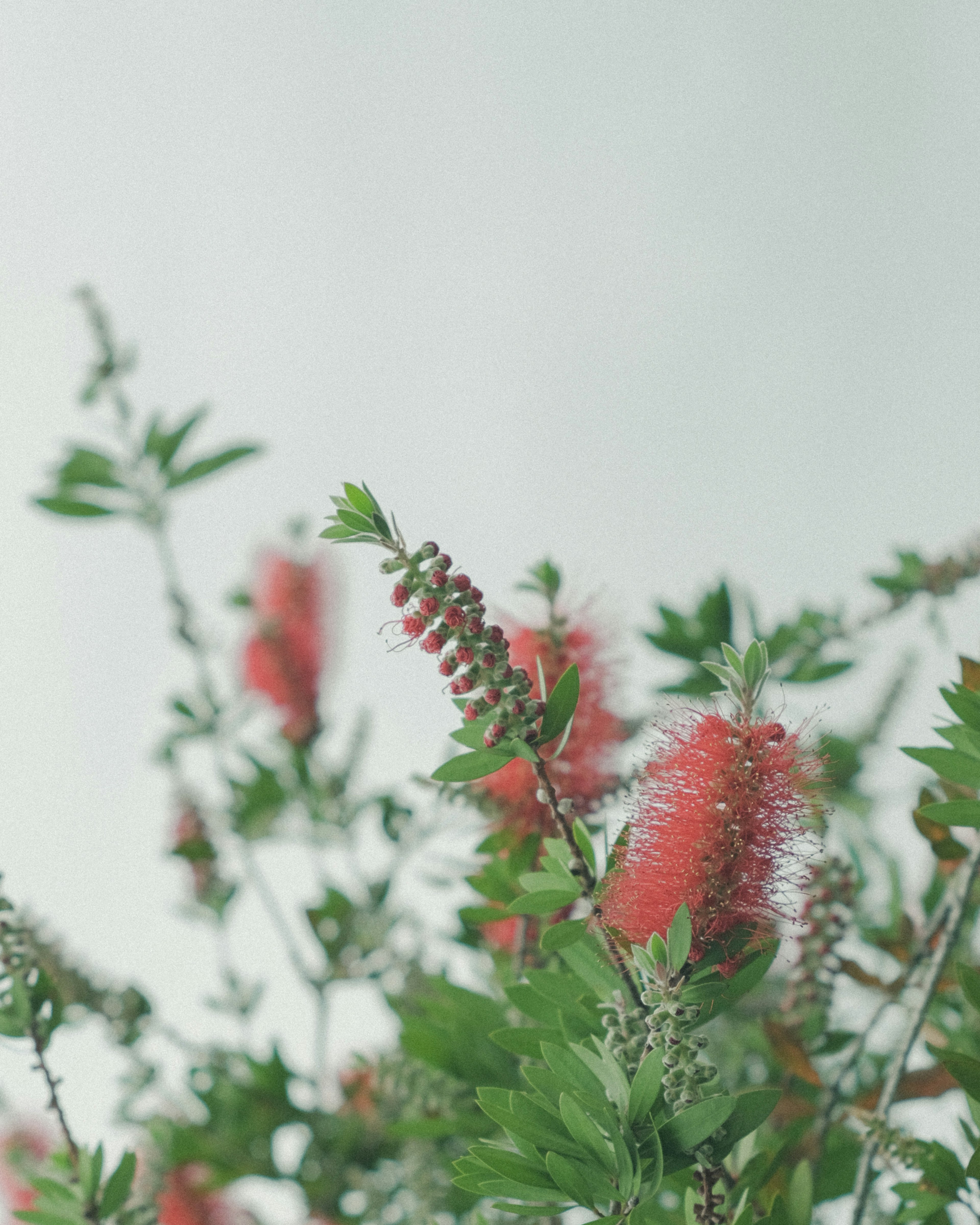 Primo piano di una pianta con fiori rossi e foglie verdi