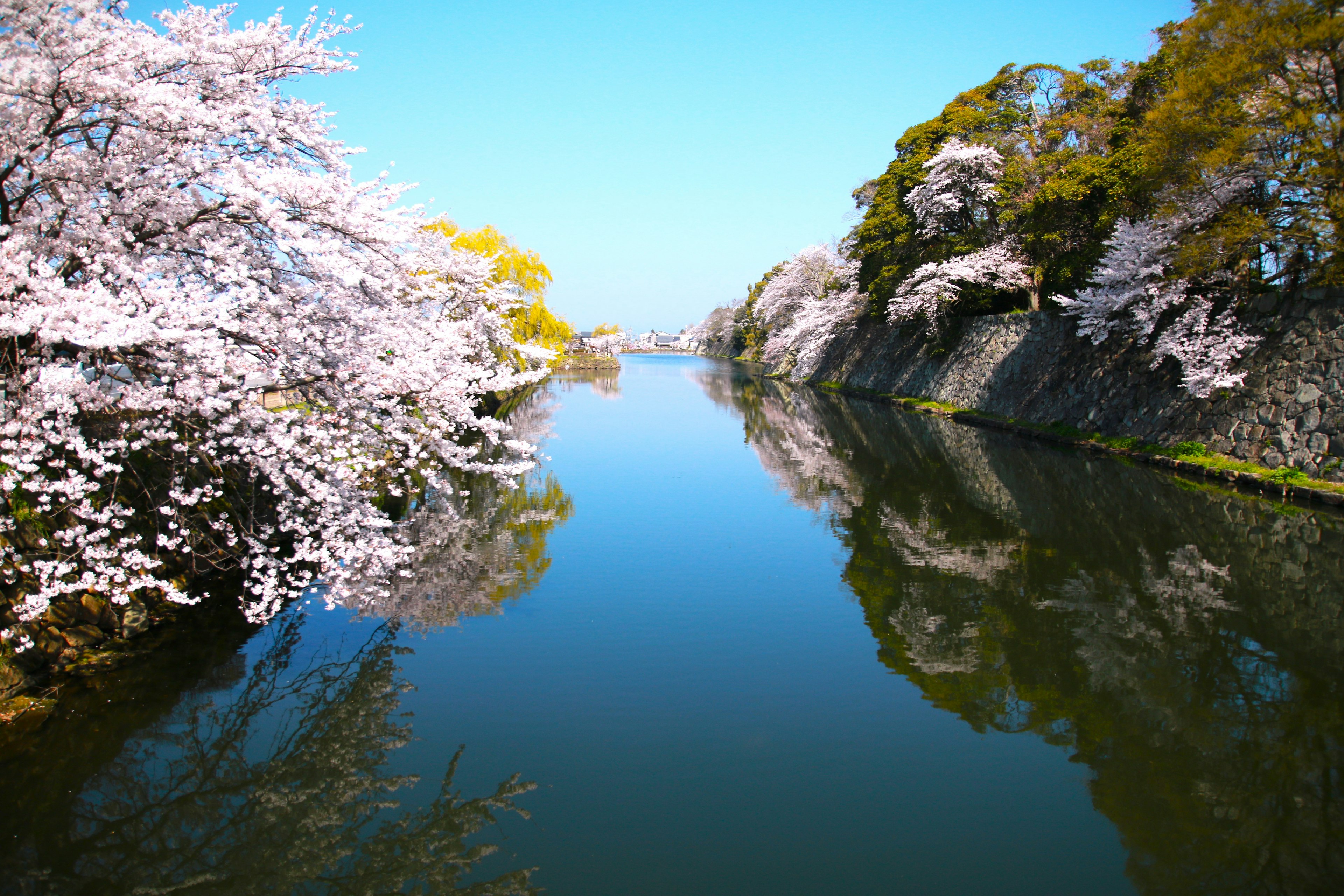 樱花沿河的风景在平静的水面上倒映