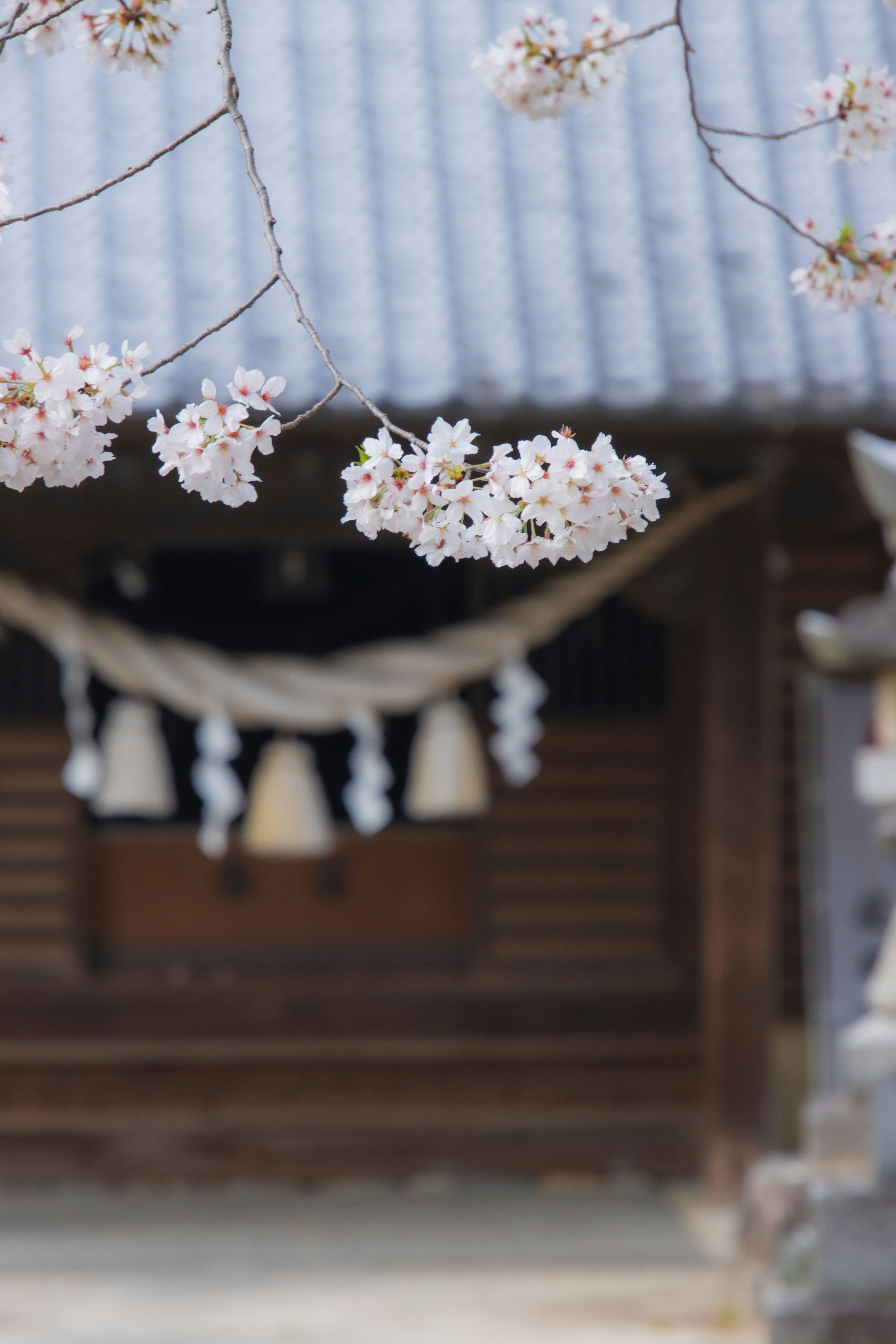 Hermosas flores de cerezo con un santuario japonés tradicional de fondo