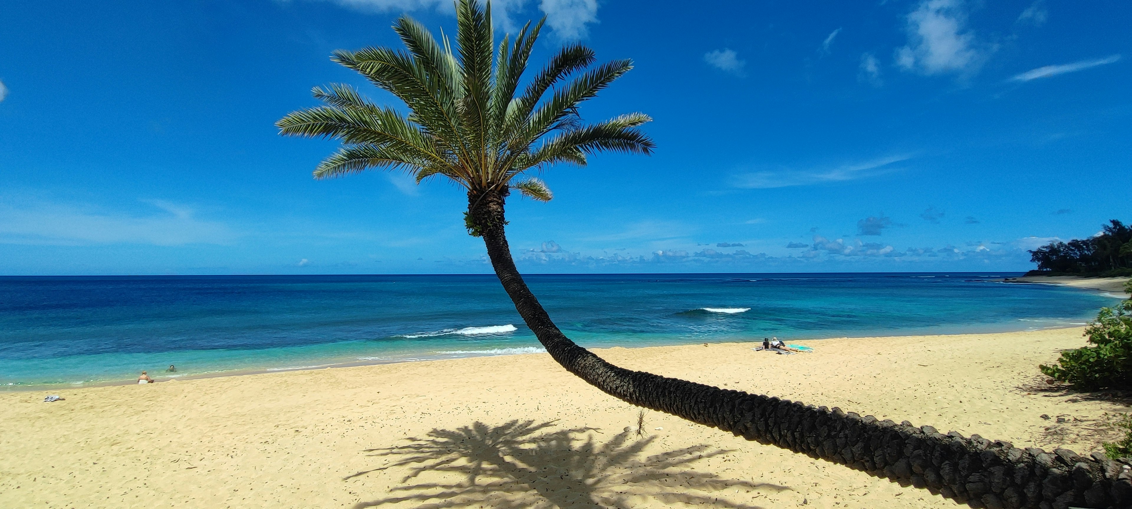 Tilted palm tree on a beach with blue ocean and white sand