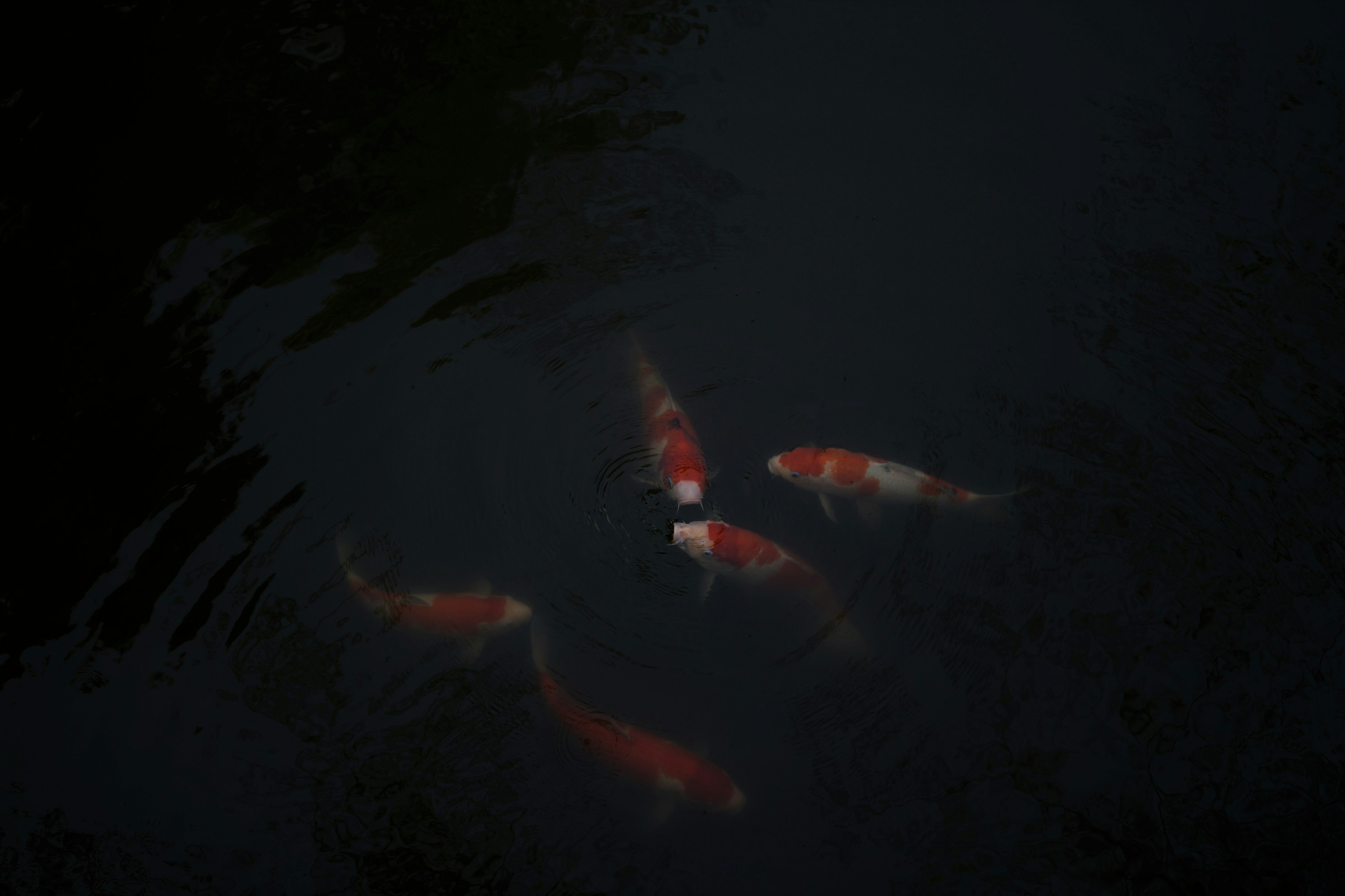 School of koi fish swimming in dark water