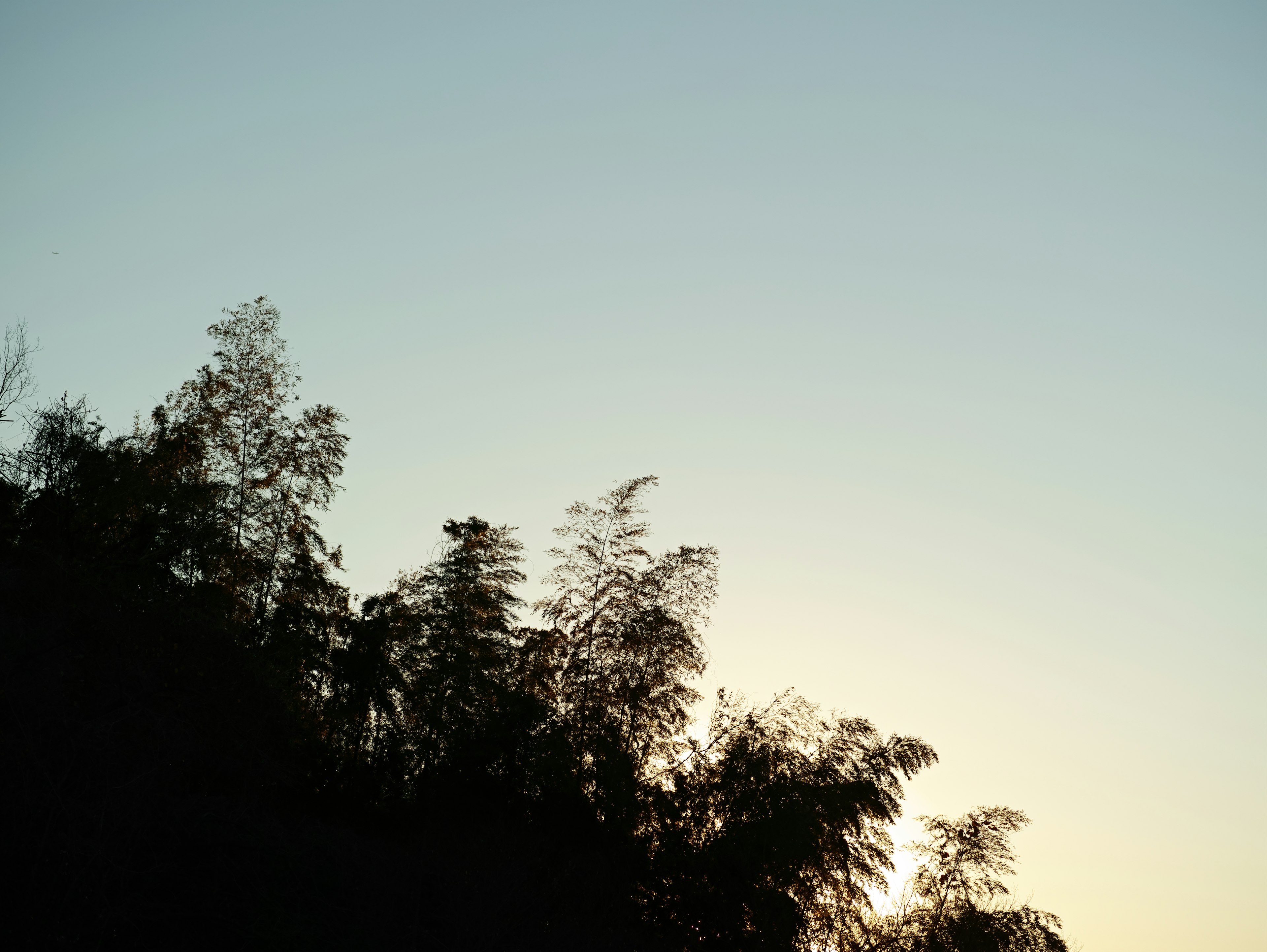 Silhouette de bambou contre un ciel bleu clair