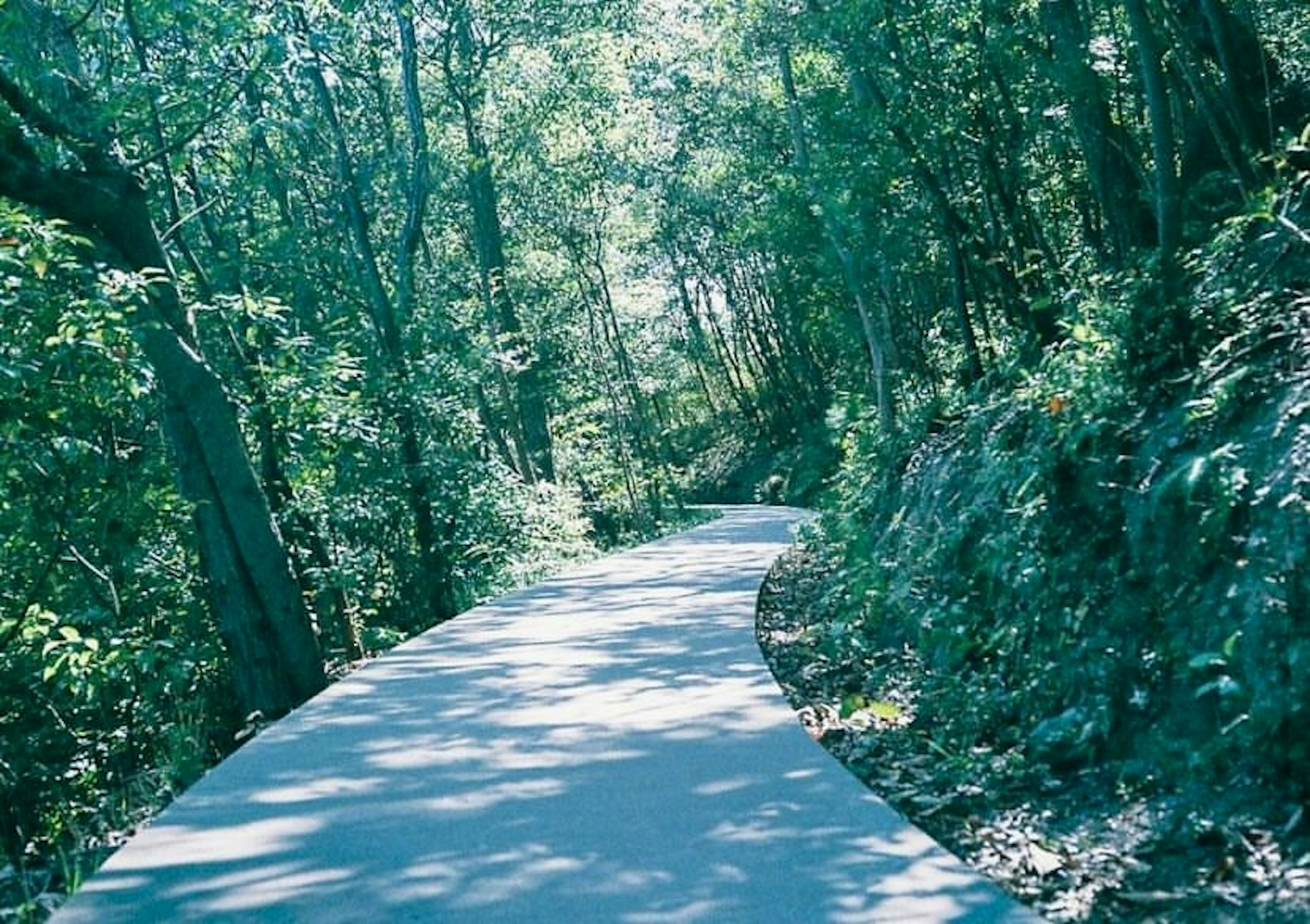 Winding road durch einen üppigen grünen Wald