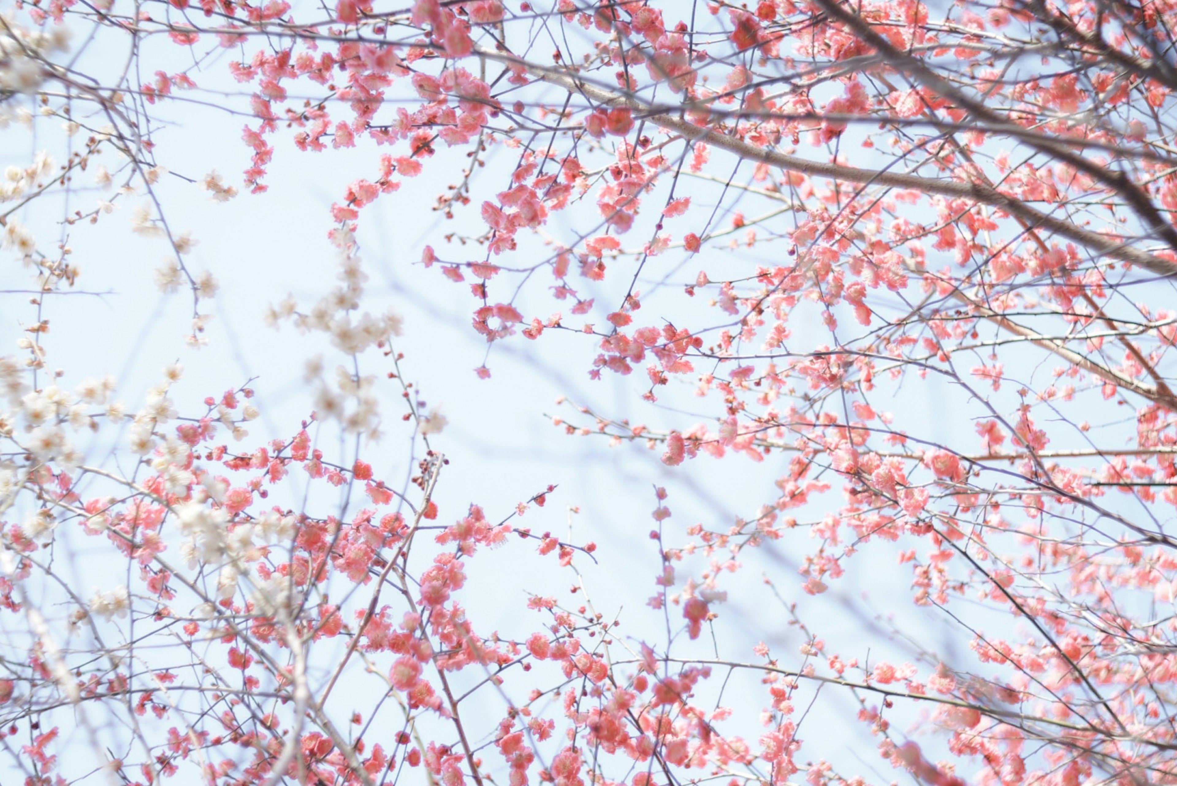 Beautiful view looking up at cherry blossom branches in bloom