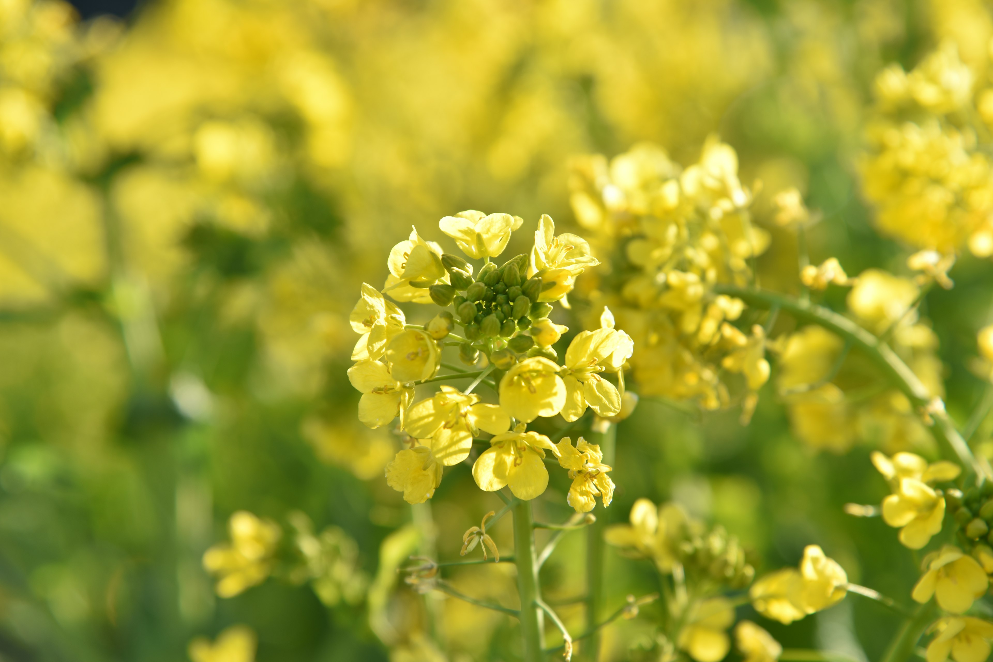 Nahaufnahme eines Feldes mit leuchtend gelben Blumen