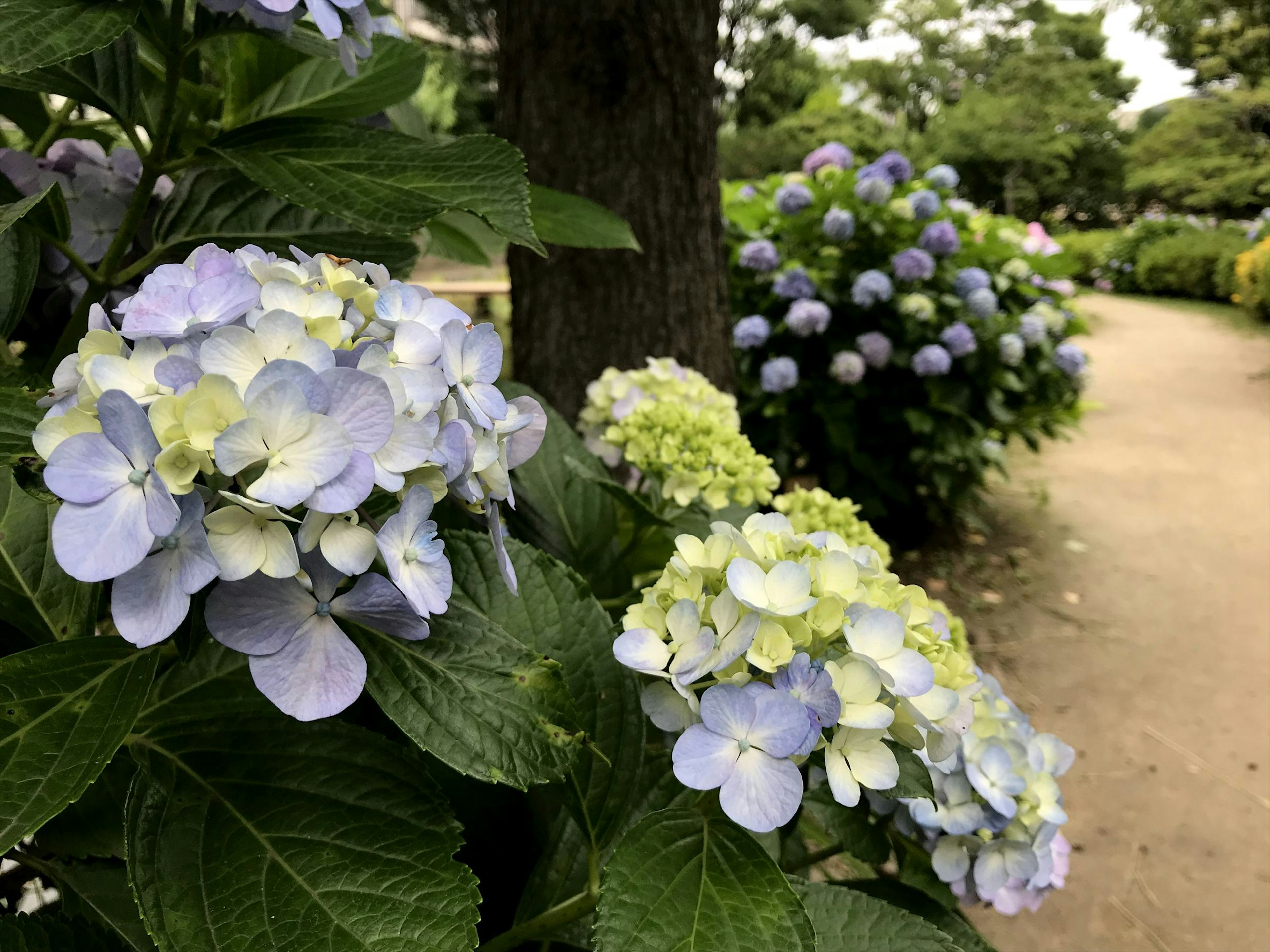 青と白の紫陽花が咲いている公園の景色