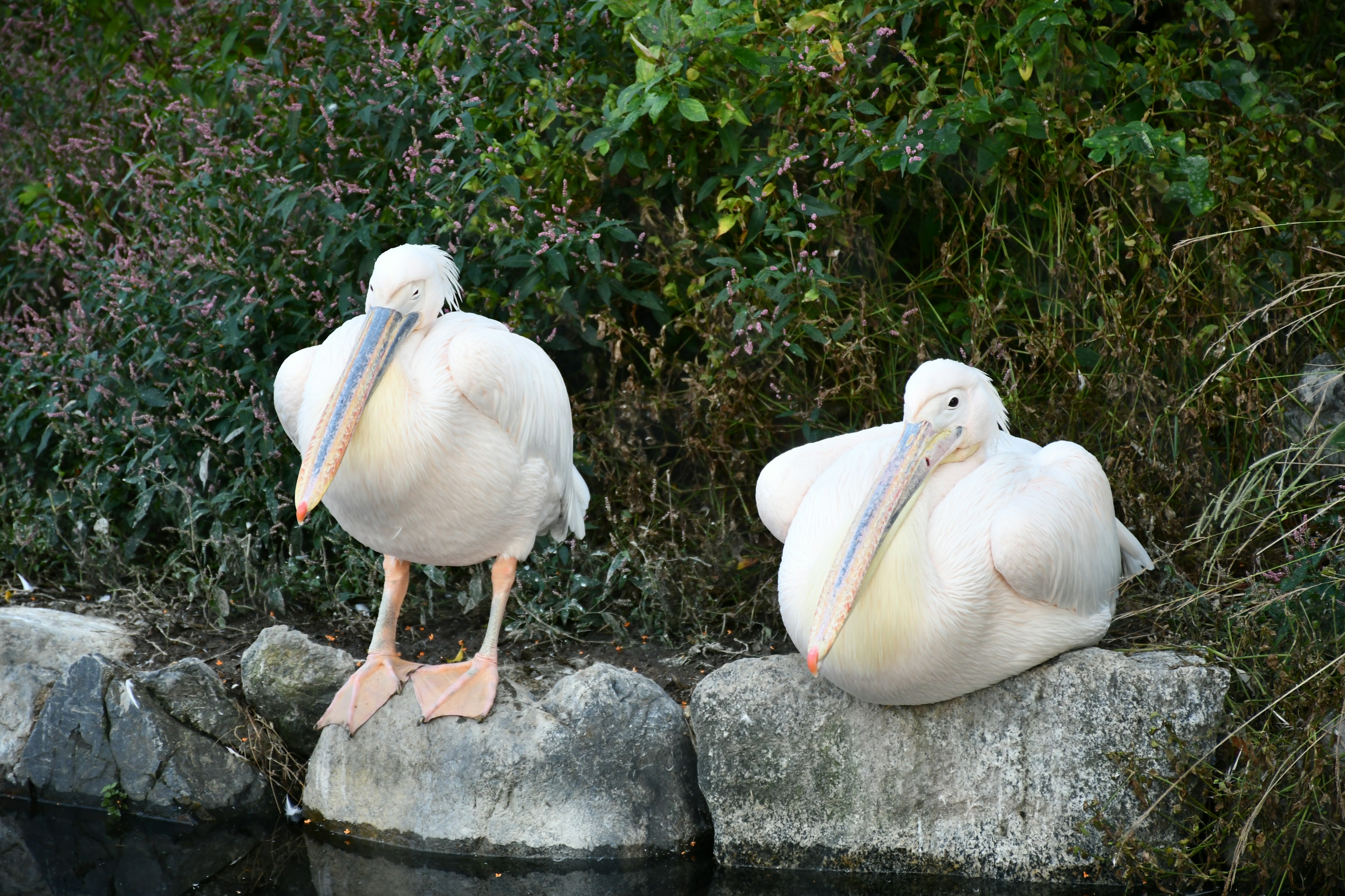 Zwei weiße Pelikane ruhen auf Steinen an einem Teich