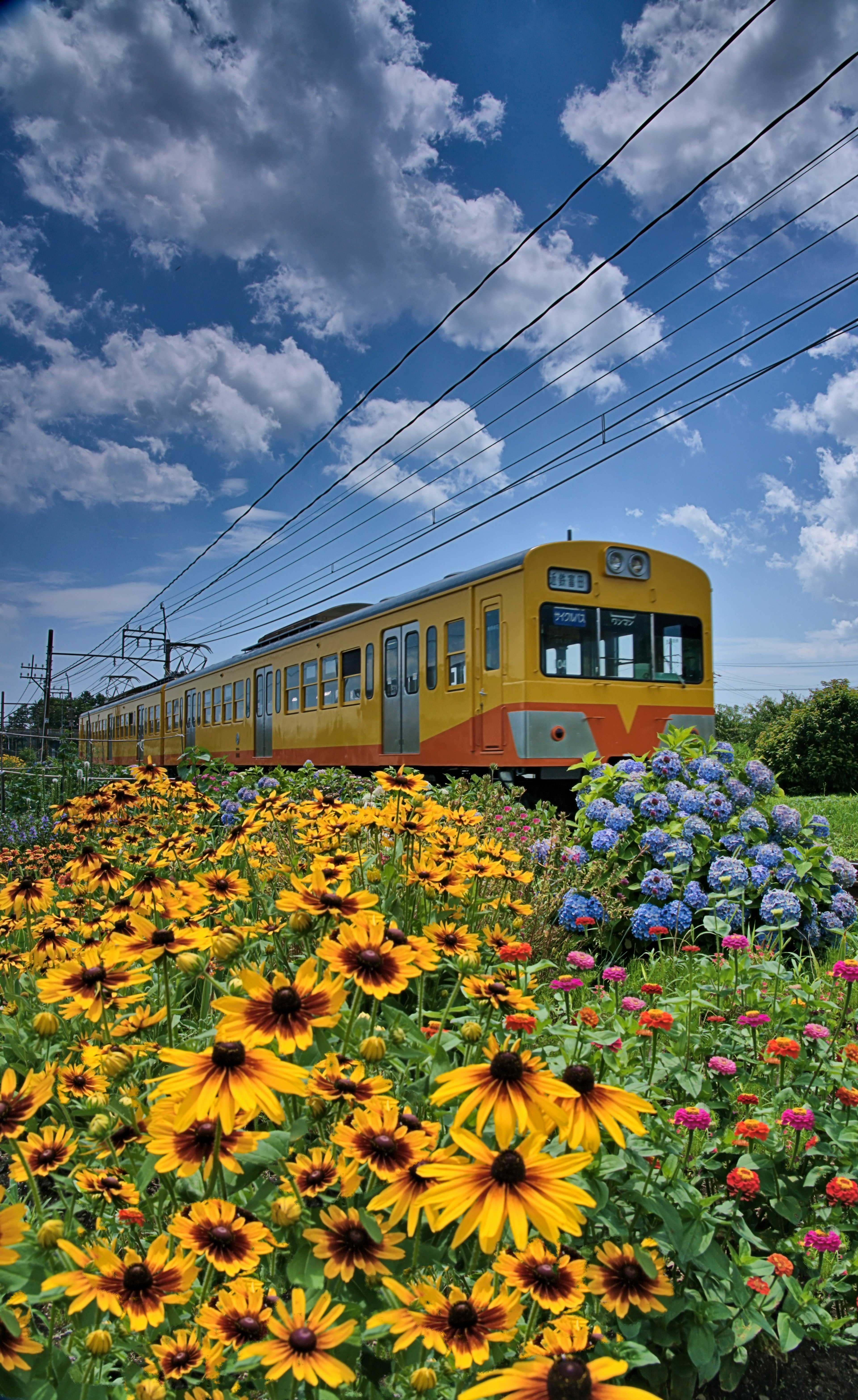 色とりどりの花々の前を通る黄色い列車と青い空