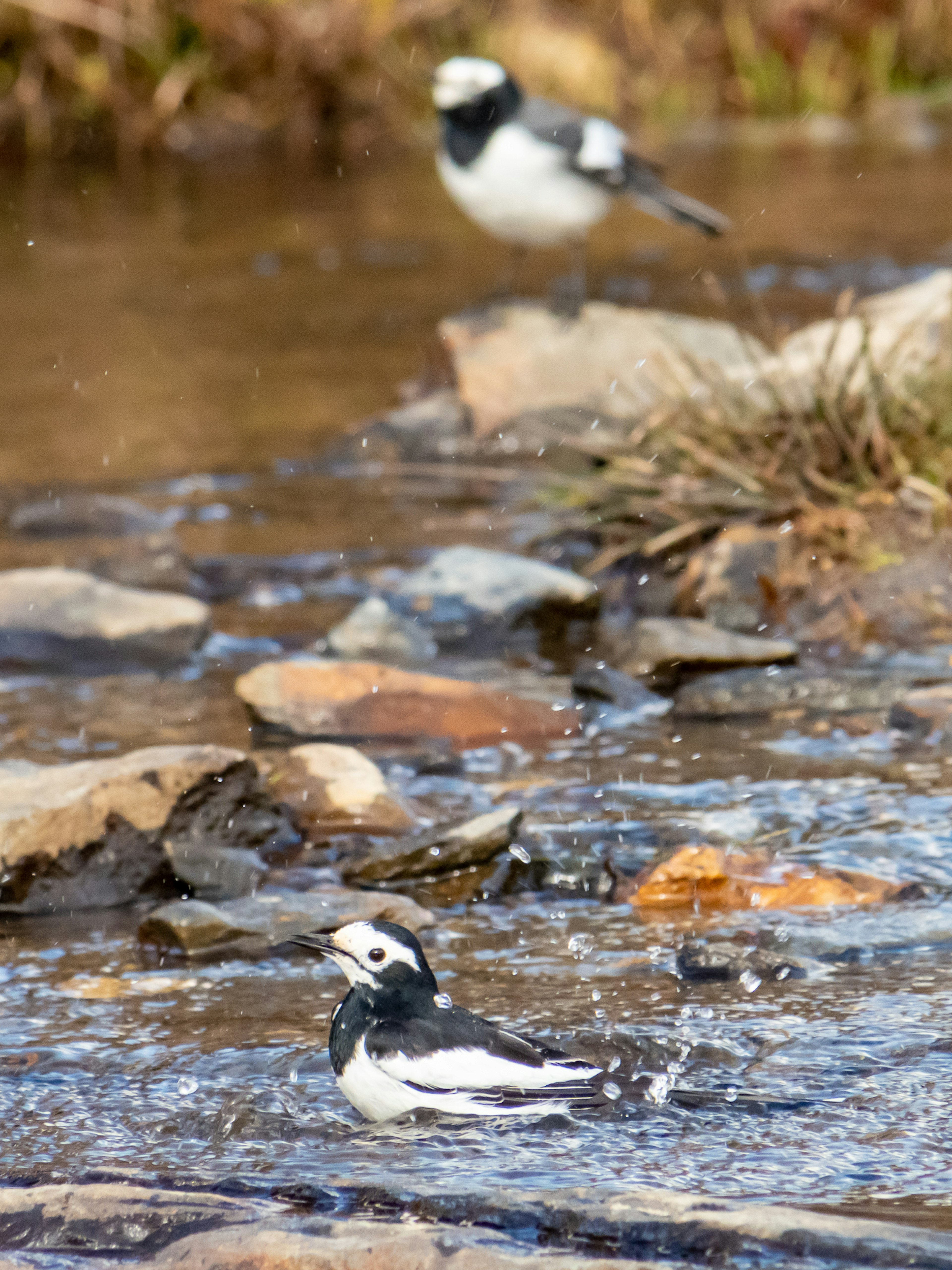 小川で水浴びをする白黒の鳥と背景にいる別の鳥