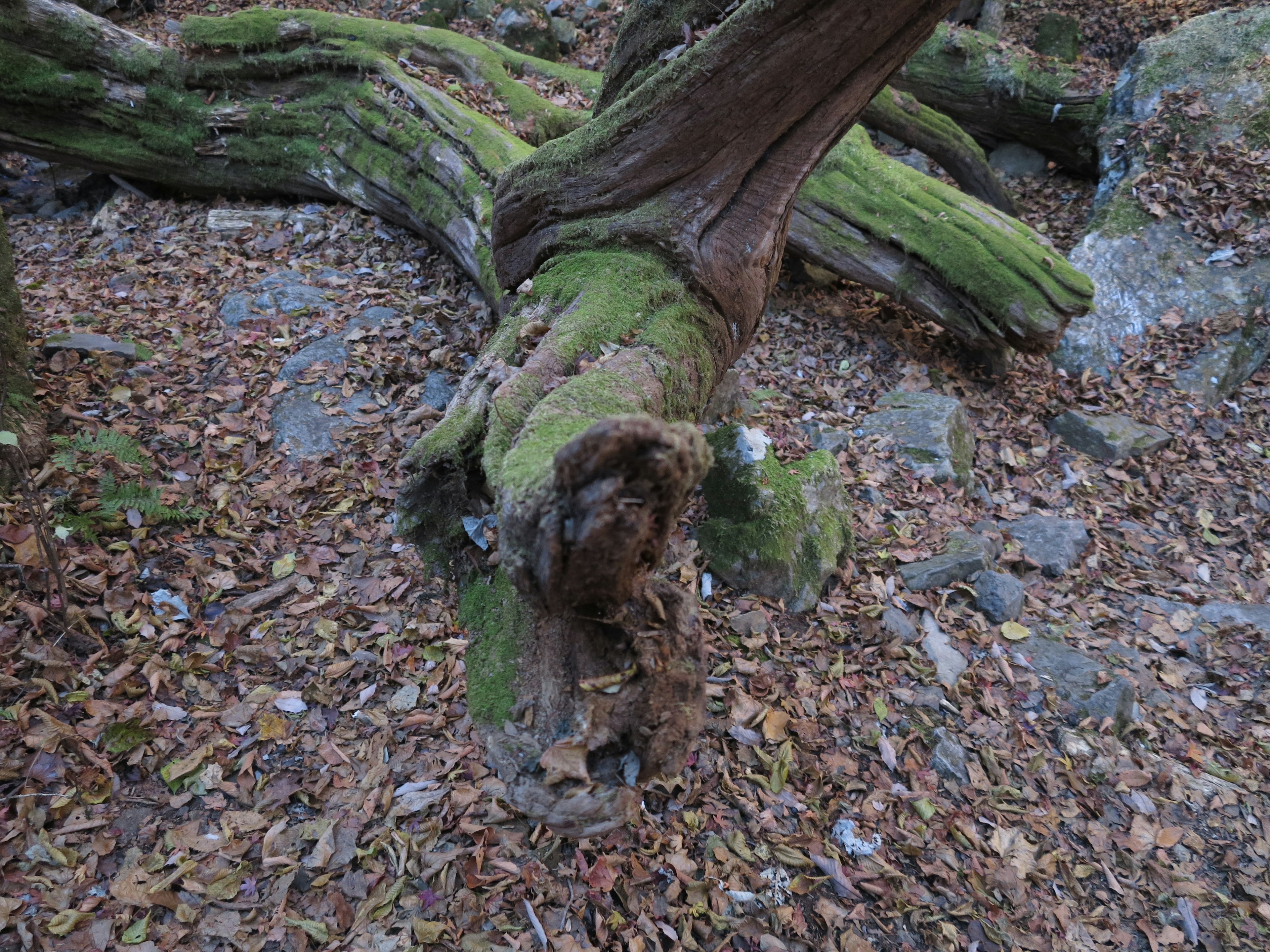 Racines d'arbre recouvertes de mousse entourées de feuilles tombées