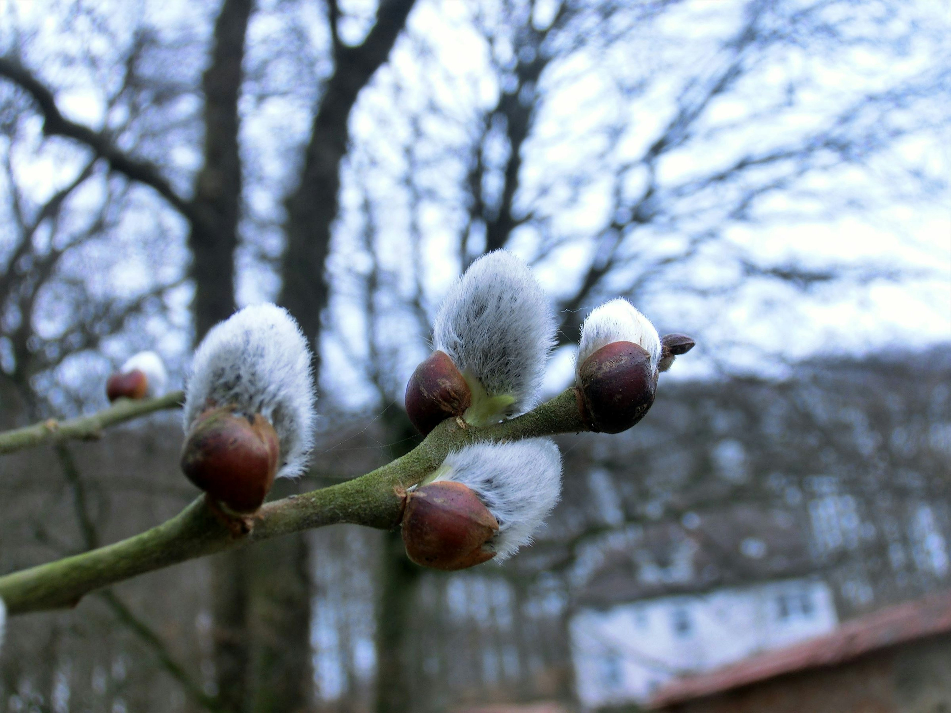 Branche avec des bourgeons floraux blancs et des arbres en arrière-plan