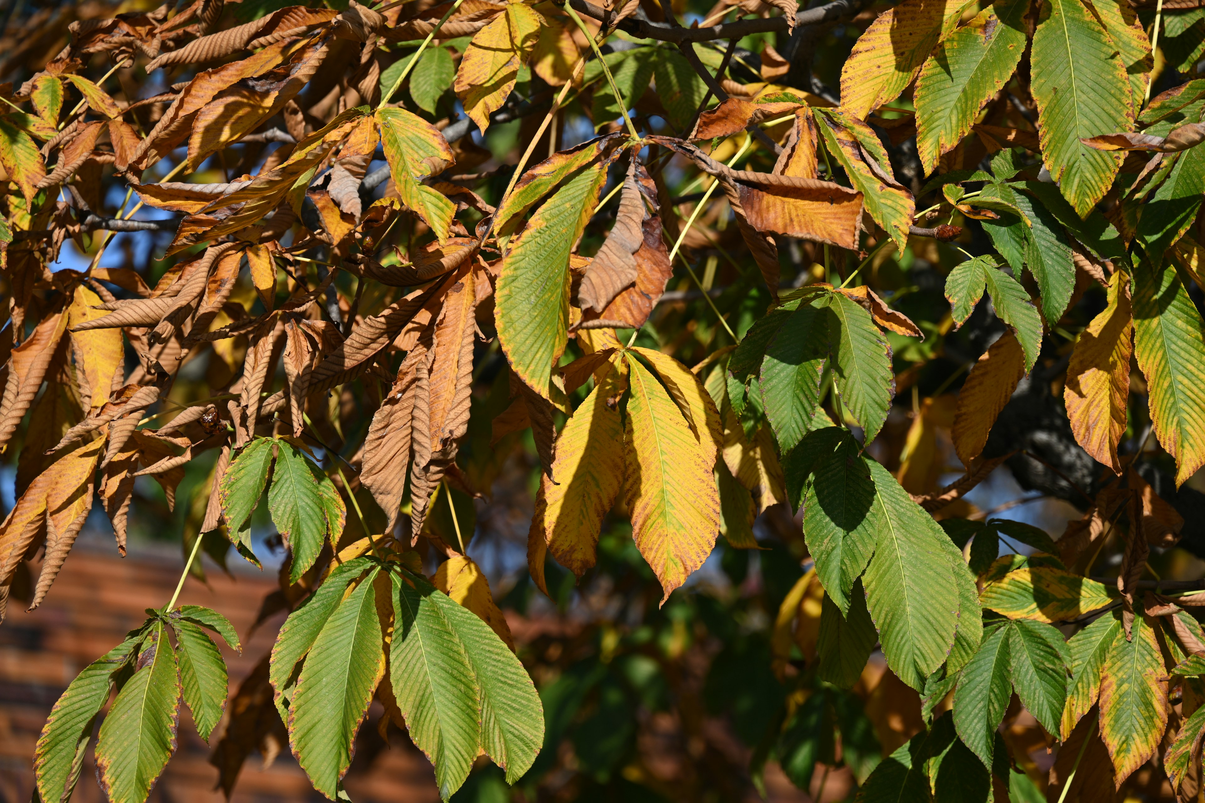 Colorful leaves mixed on an autumn tree branch