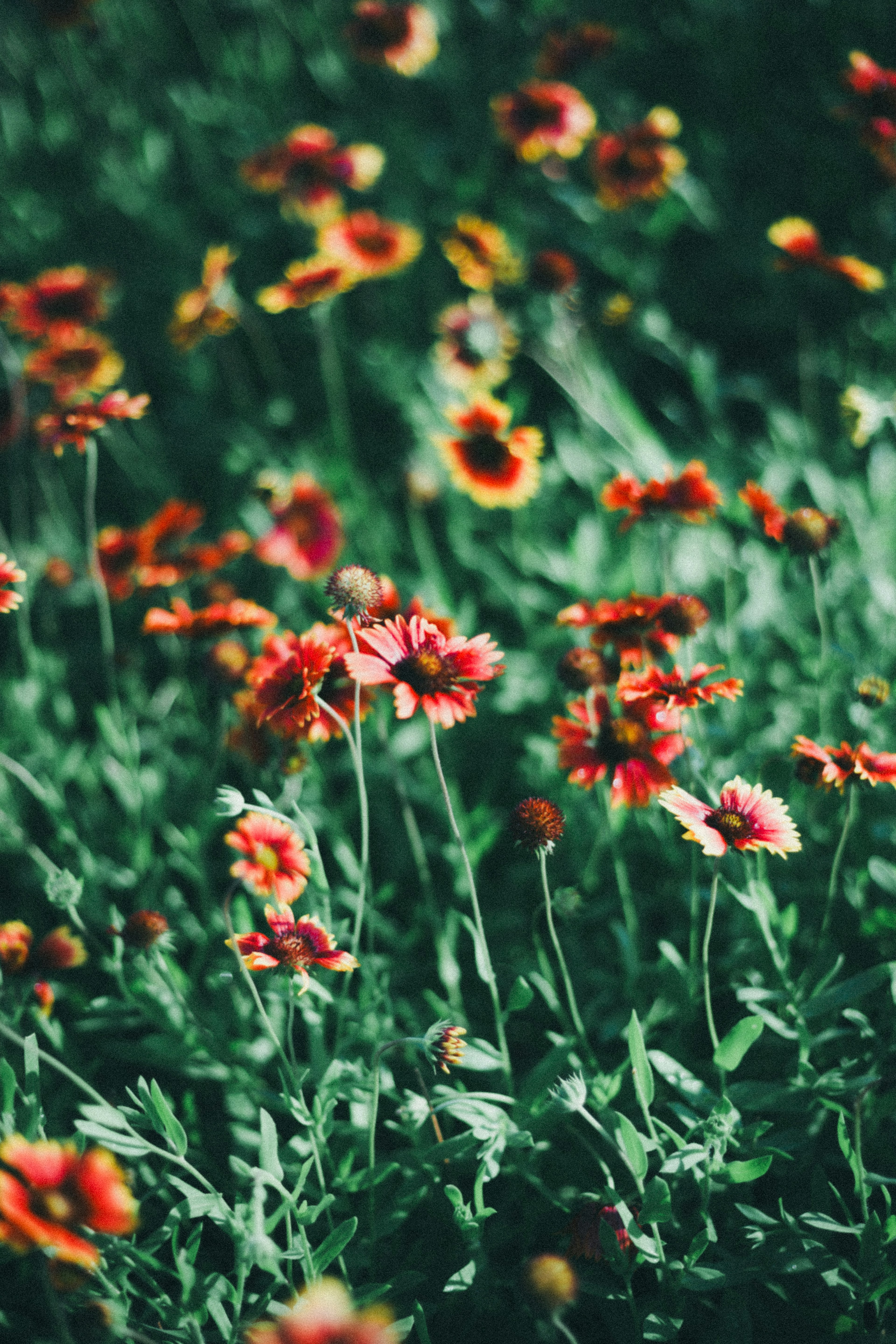 Fleurs colorées en fleurs dans un champ de gazon vert