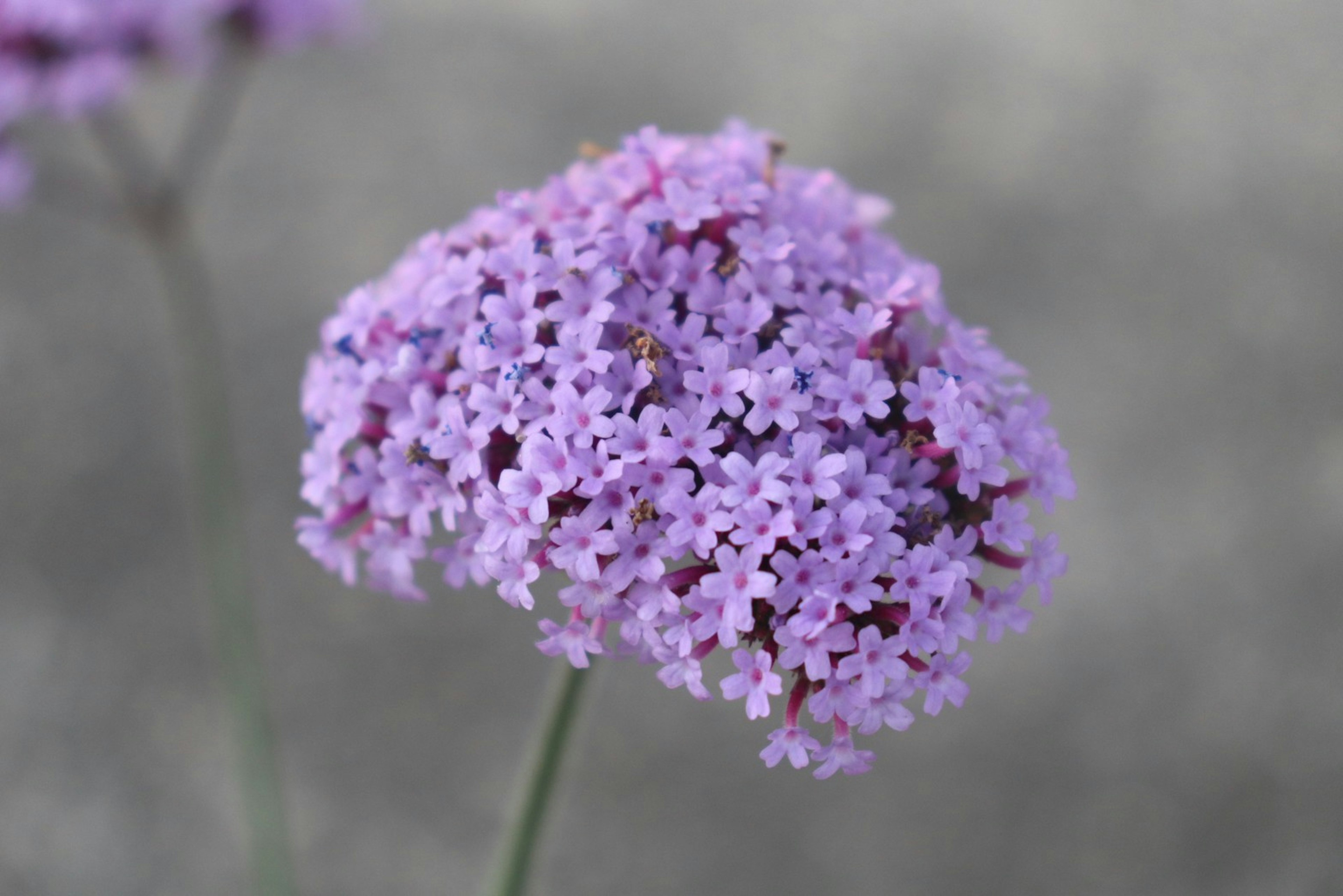 Close-up of a plant with purple flowers