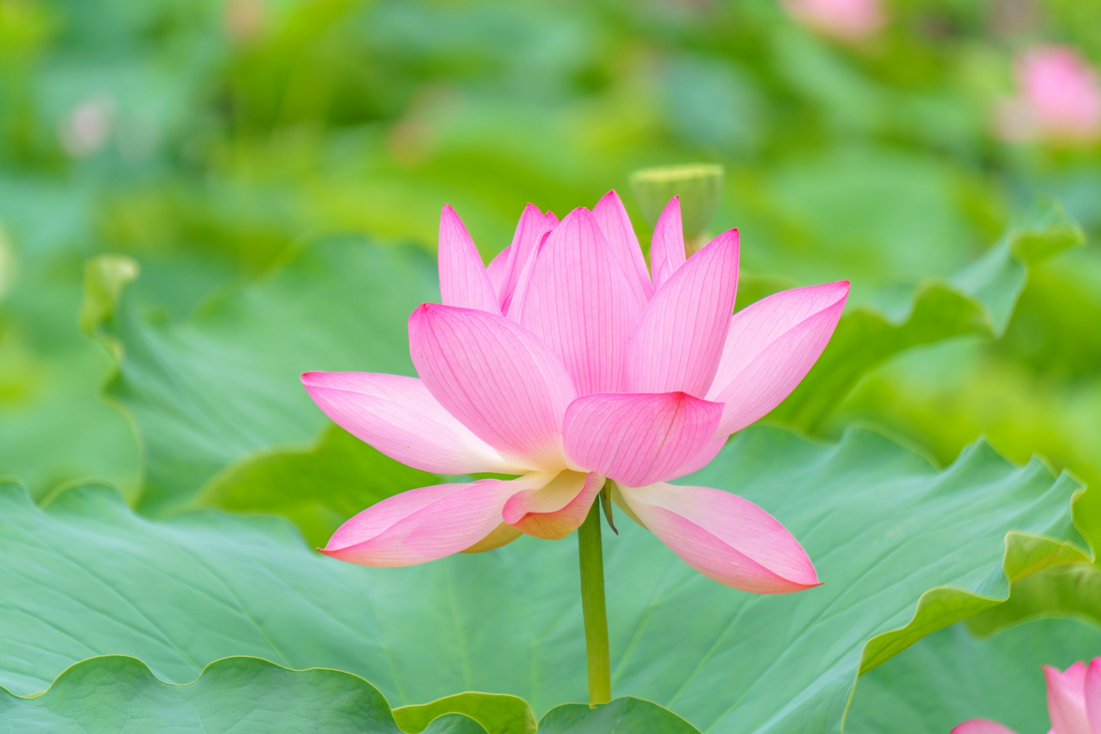 一朵美丽的粉色莲花盛开在绿色叶子上