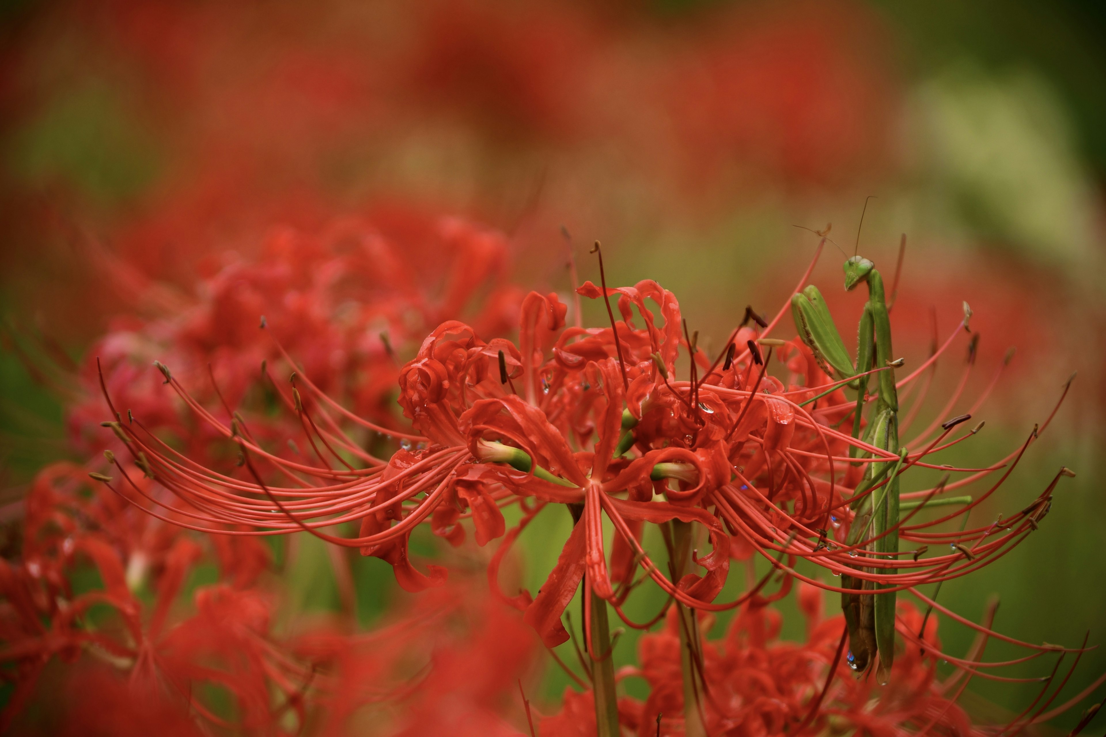 Close-up bunga lily laba-laba merah dengan kelopak memanjang di latar belakang hijau