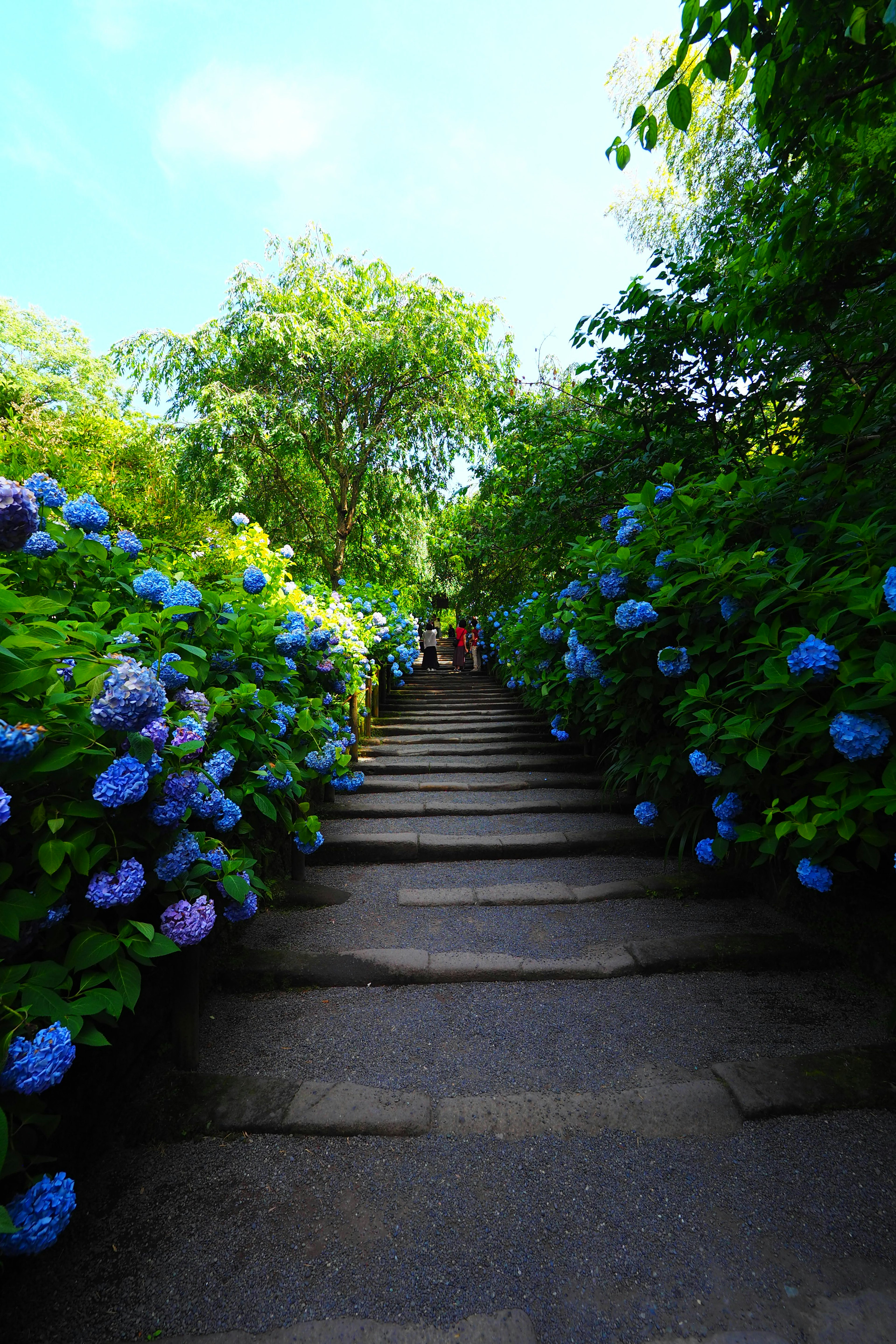 Escaleras de piedra rodeadas de hortensias azules que conducen a la vegetación