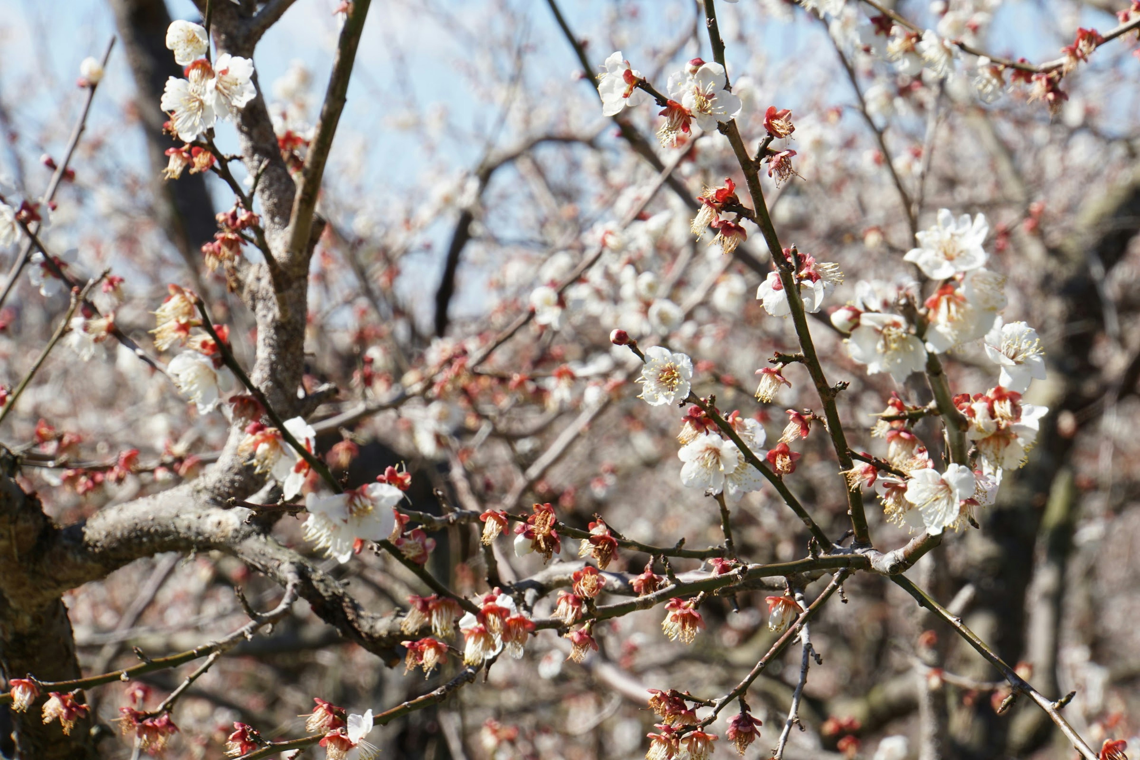 Branches of an almond tree with white blossoms against a blue sky