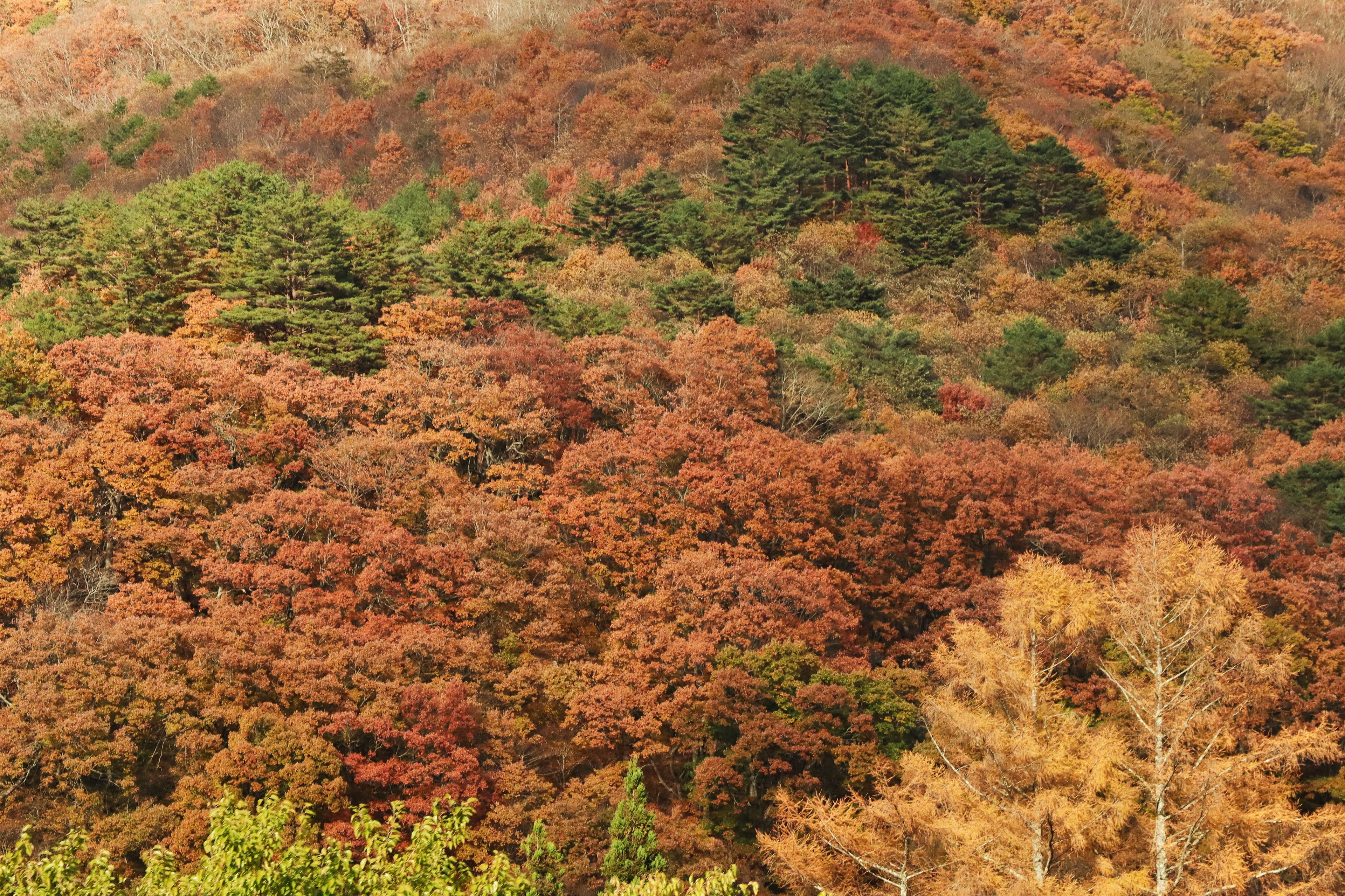 秋の紅葉が美しい山の風景