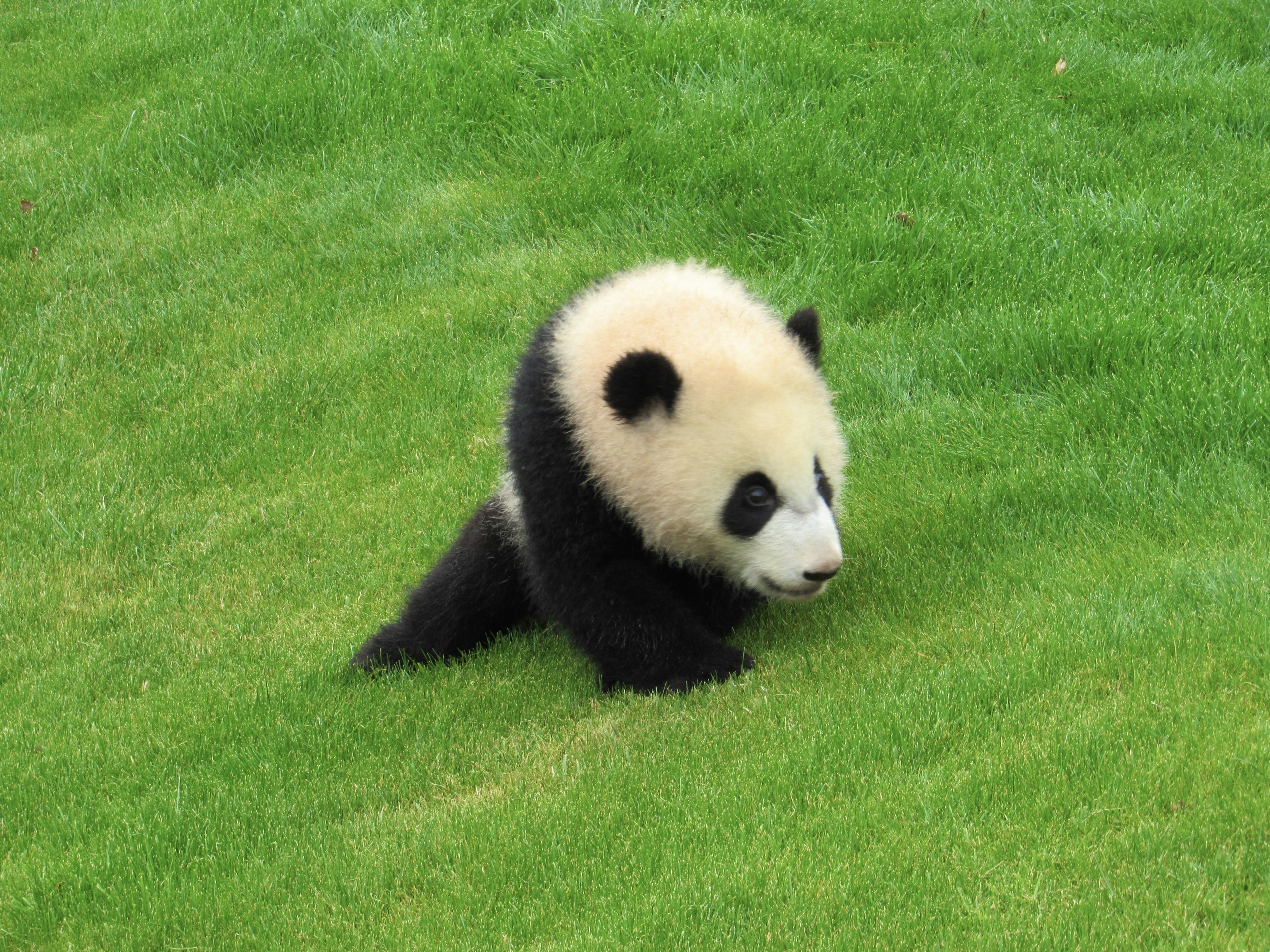 Anak panda lucu berjalan di atas rumput hijau