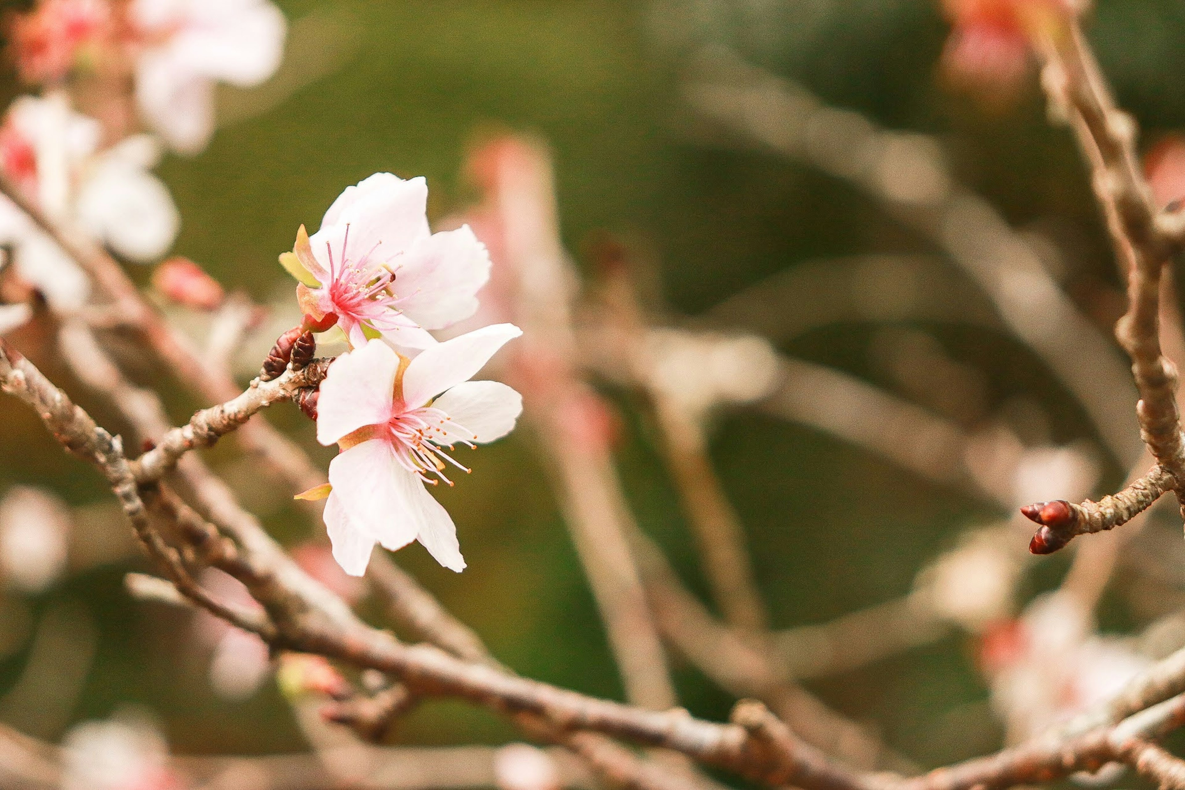 薄いピンクの桜の花が枝に咲いている