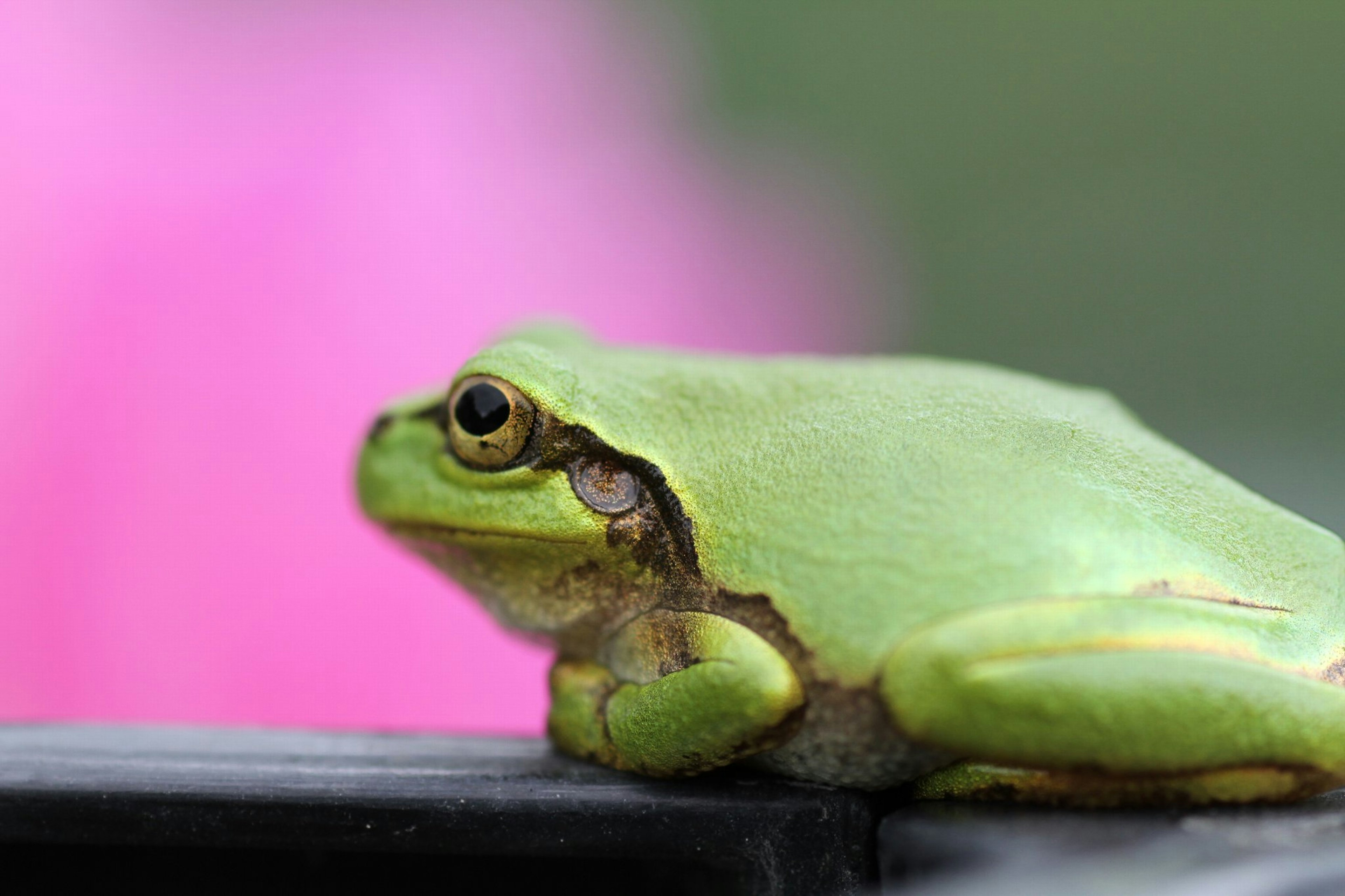 A green frog perched on a black object with a blurred pink flower in the background