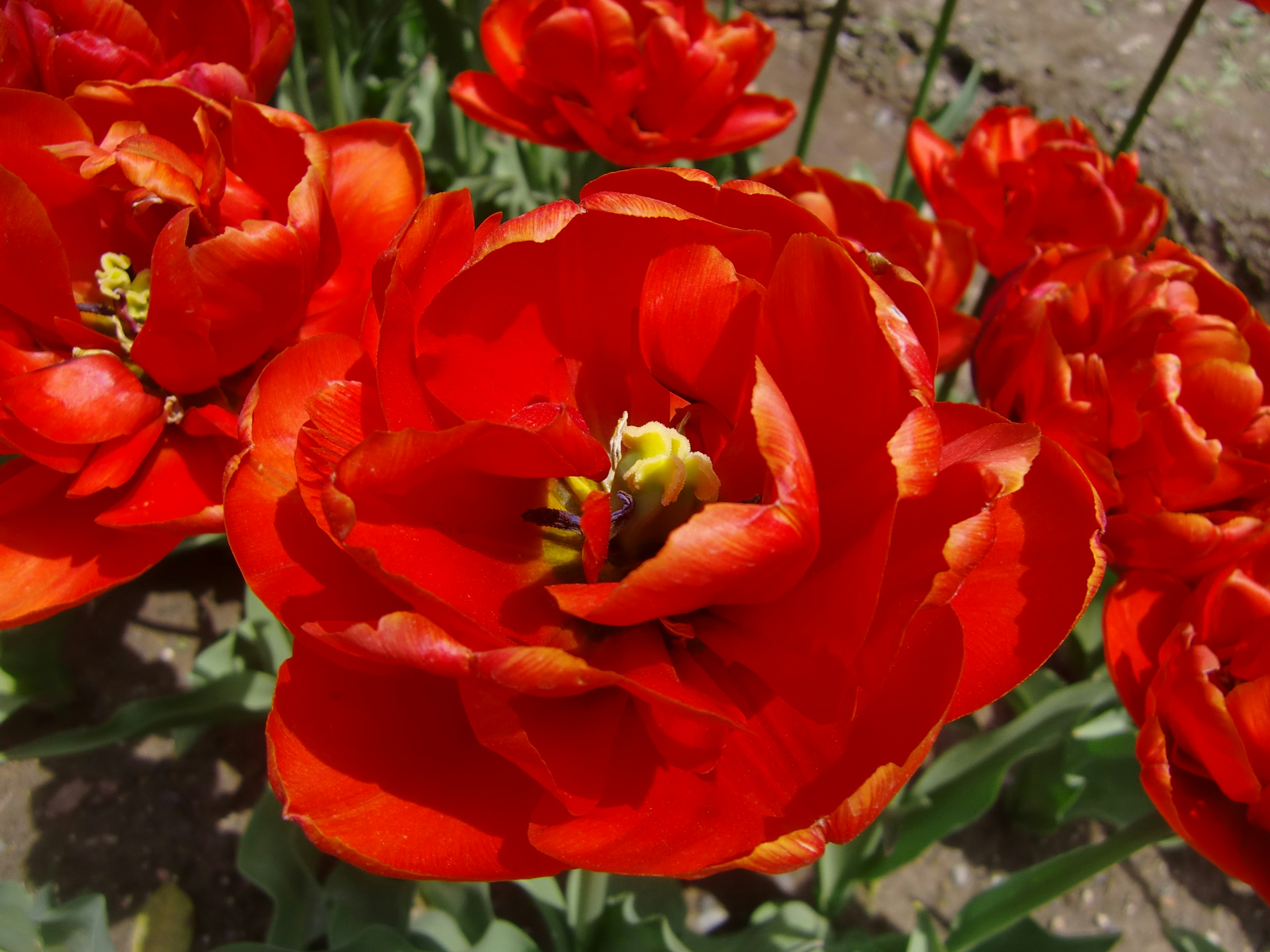 Vibrant red tulips in full bloom