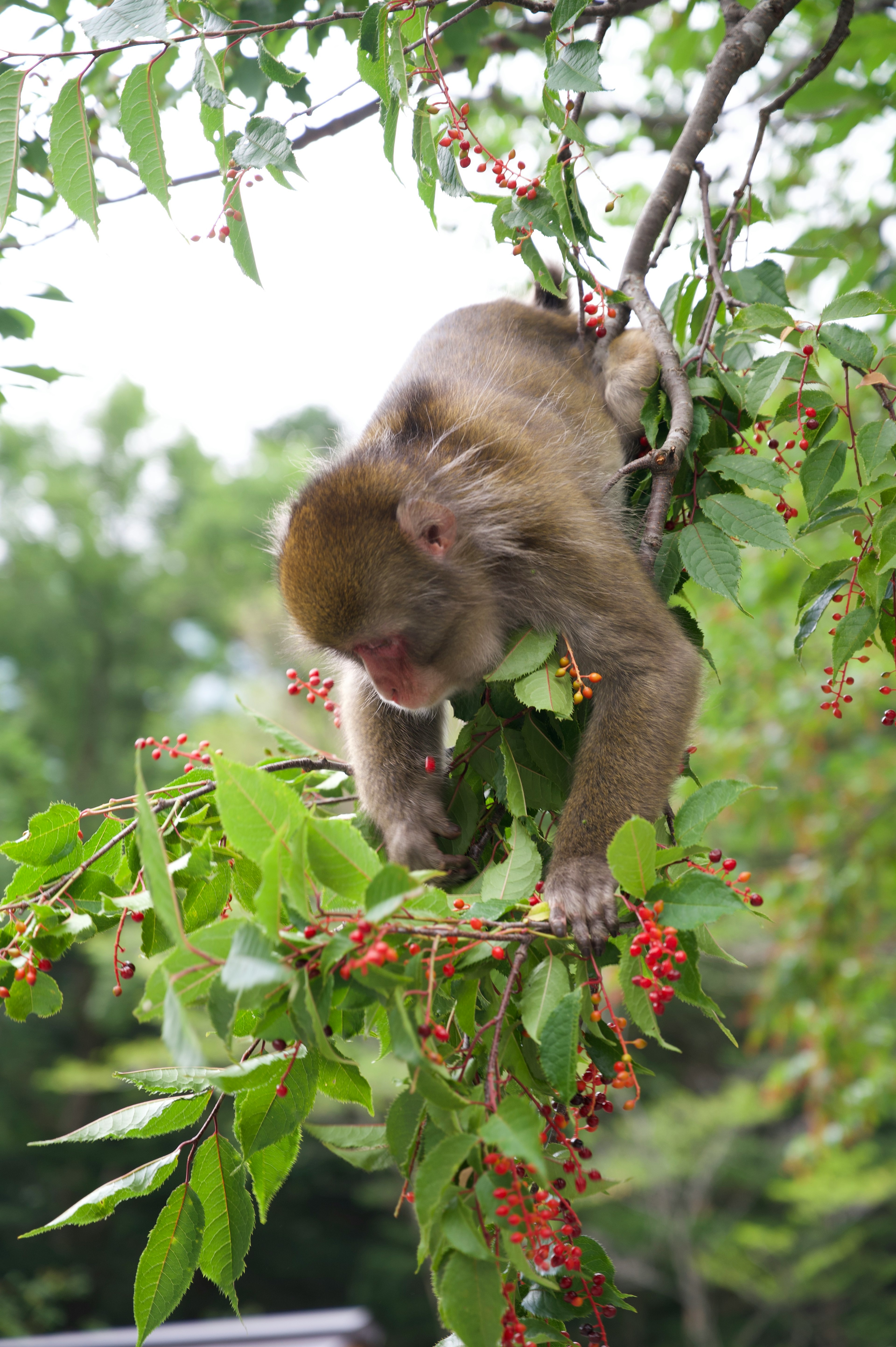 Seekor monyet yang menggantung di cabang pohon sambil makan daun