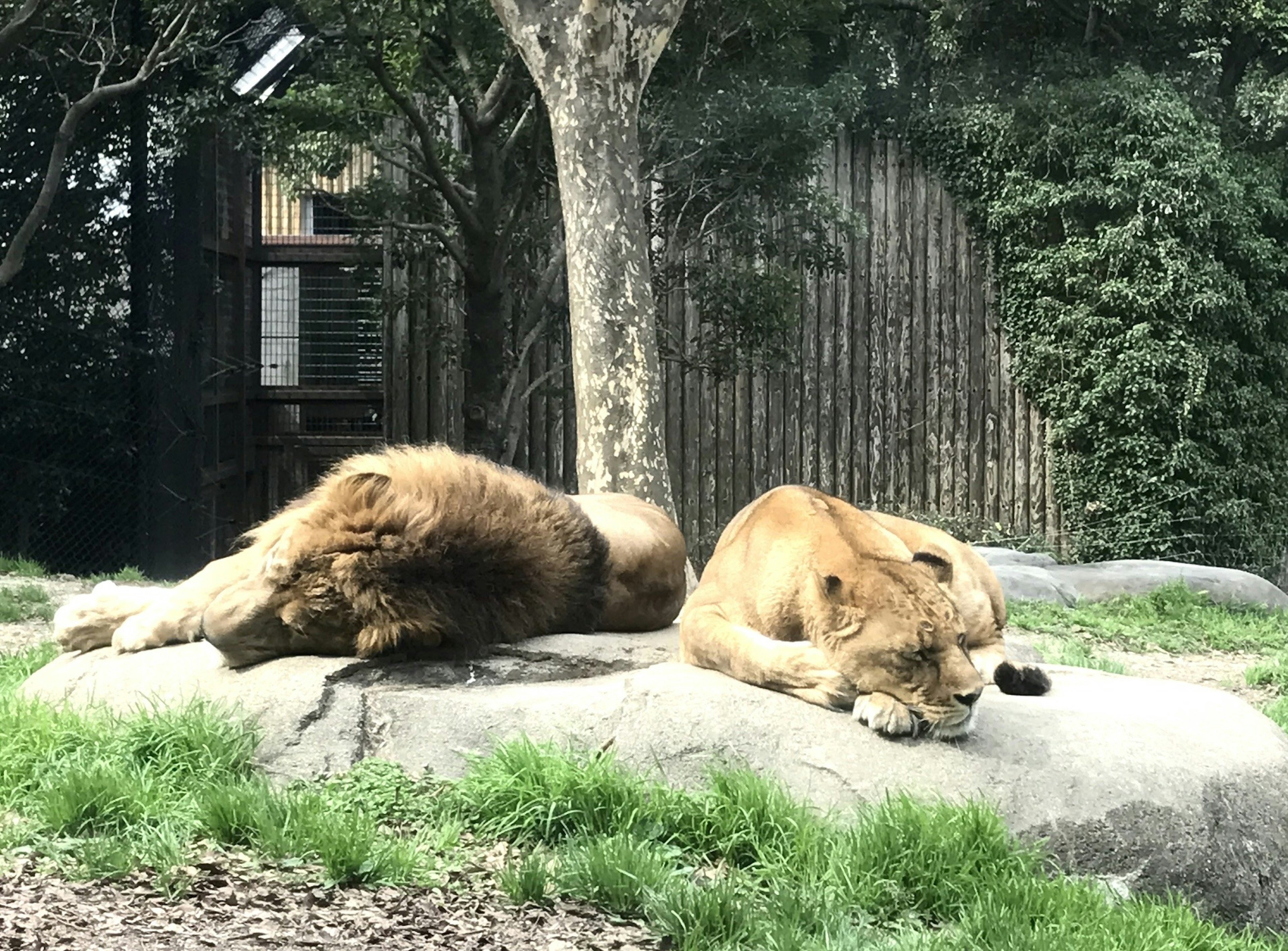 Two lions relaxing on a rock in a green grass setting