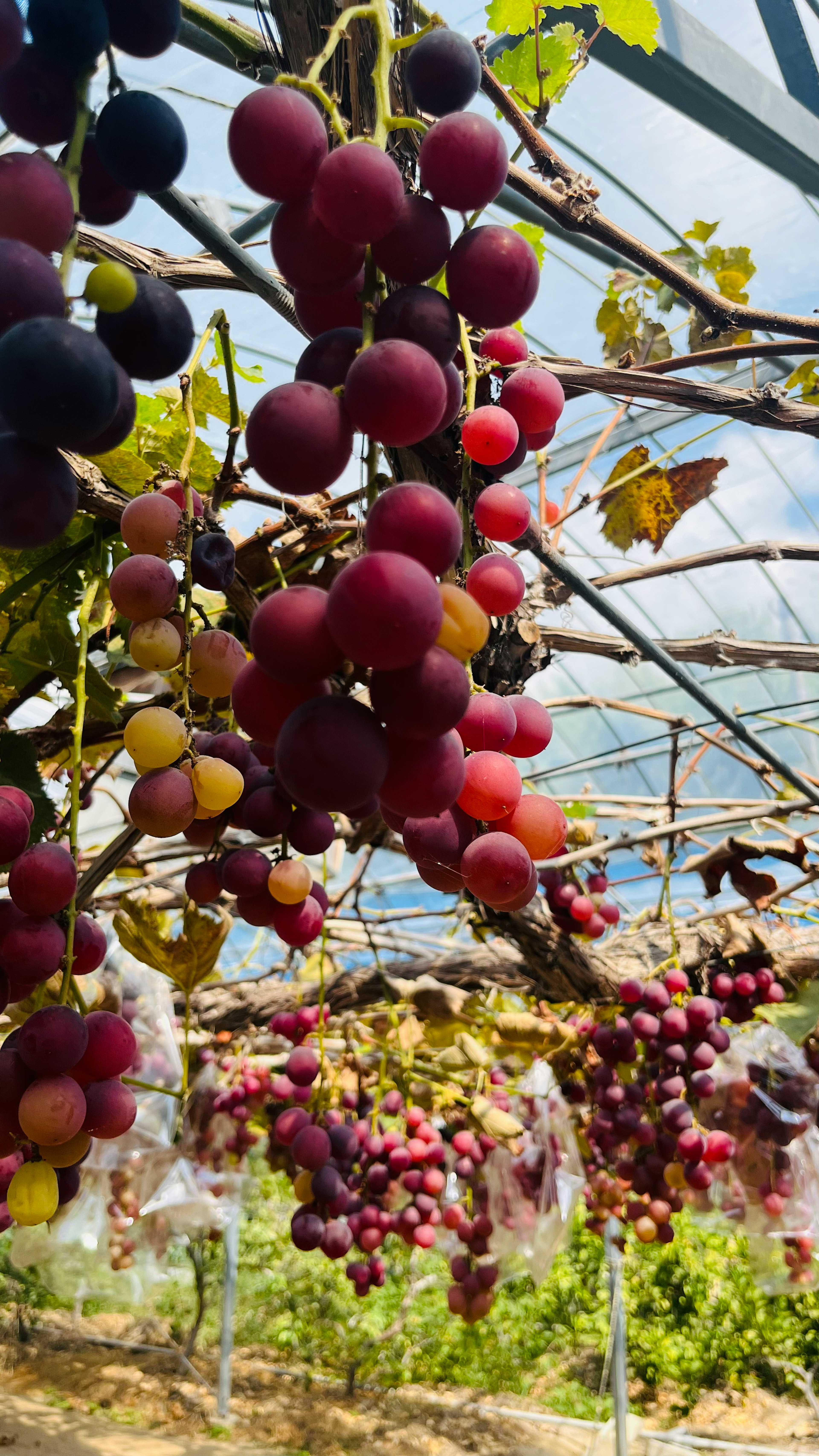 Un viñedo con racimos de uvas de varios colores colgando del enrejado