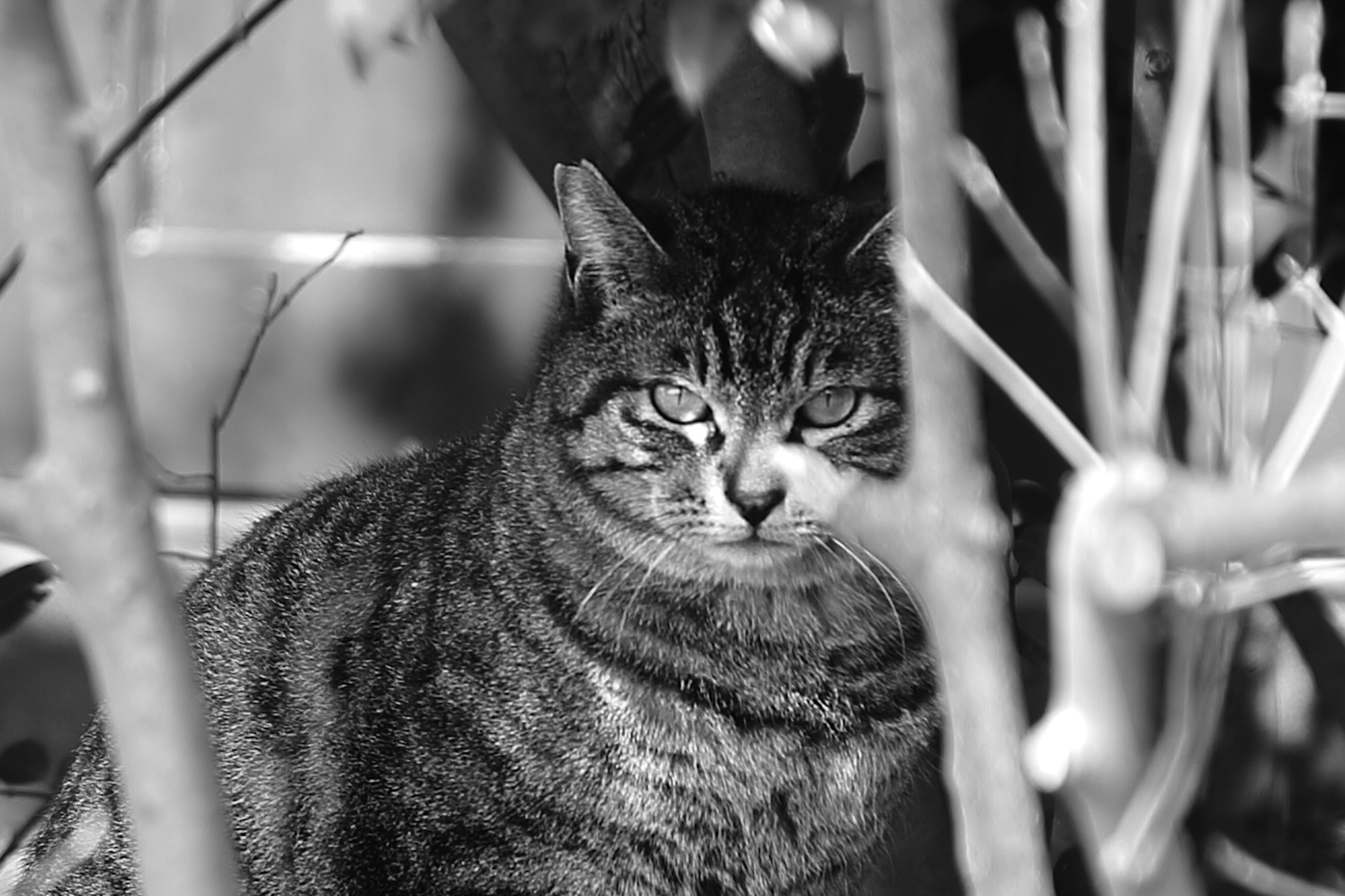 A black and white cat sitting among branches