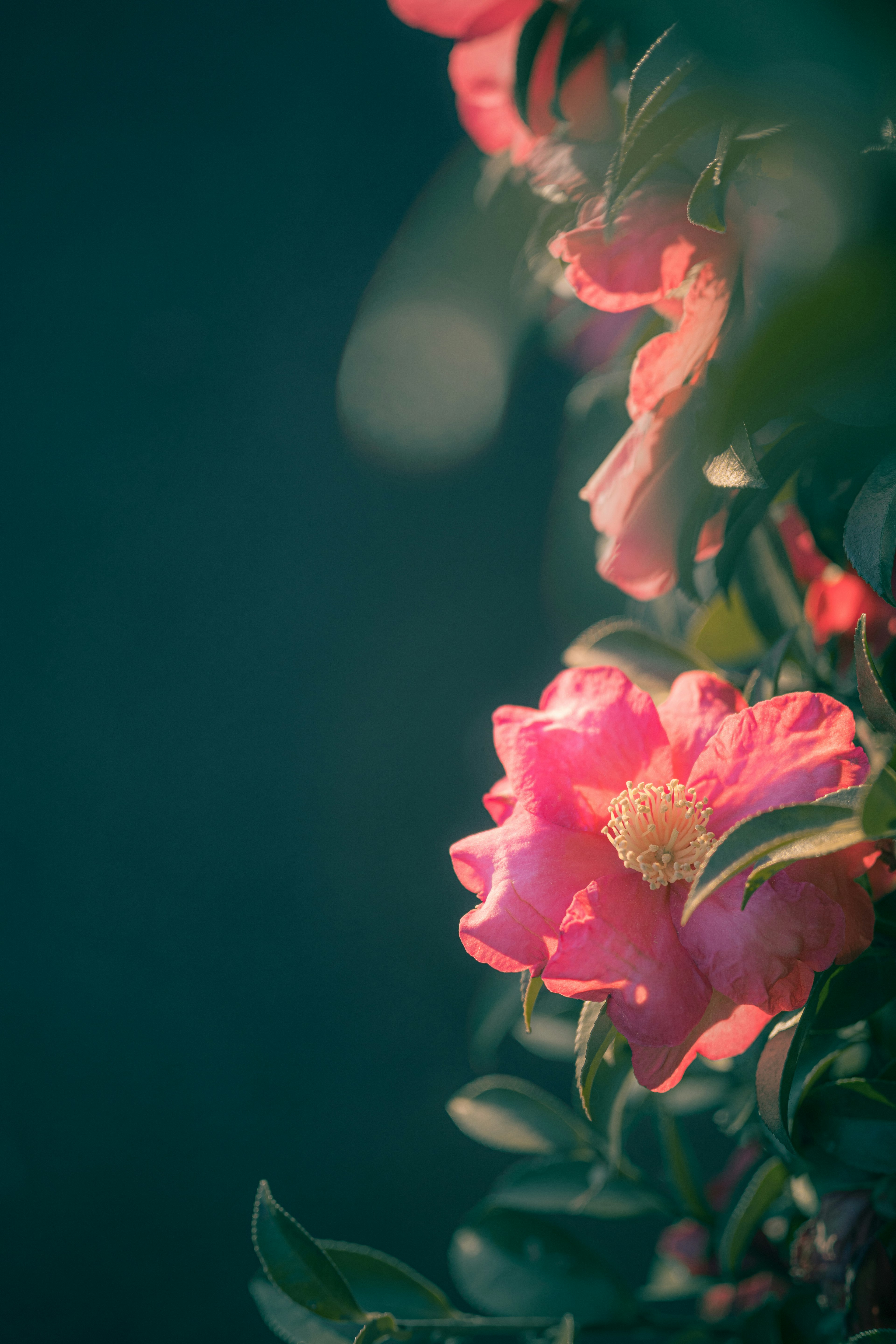 Close-up of pink flowers against a blue background