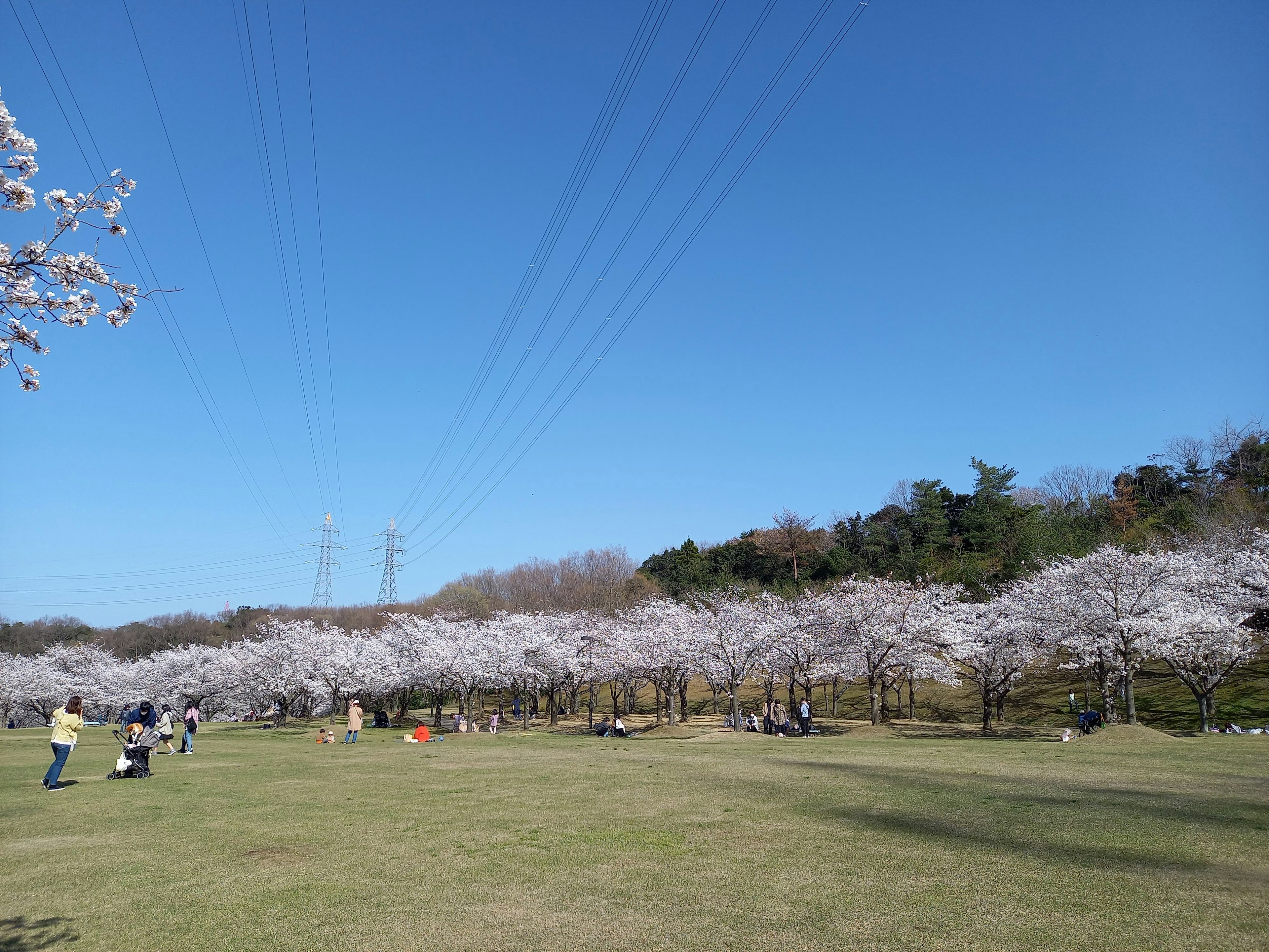 Scène de parc avec des cerisiers sous un ciel bleu et des gens se promenant