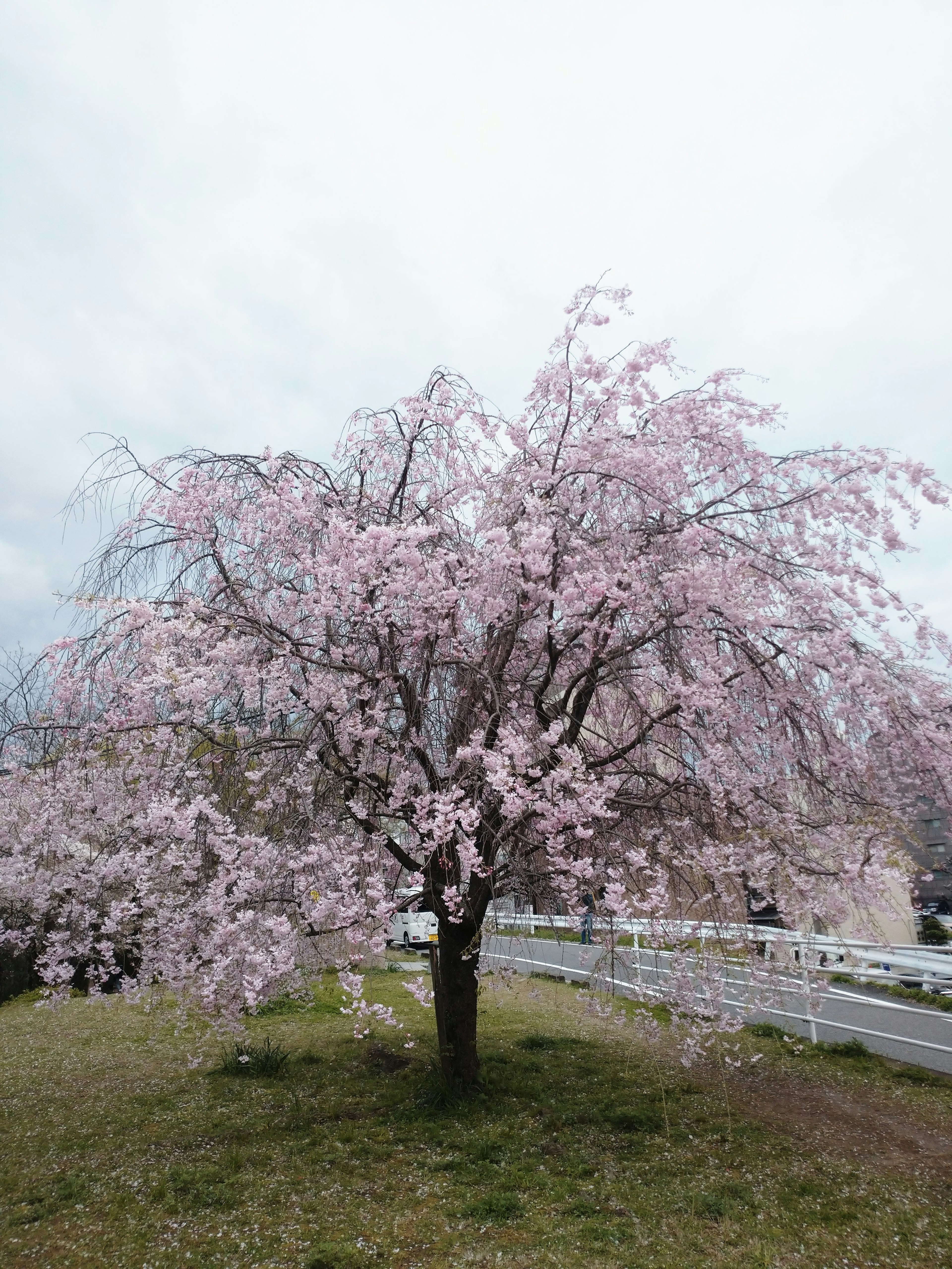 Un albero di ciliegio in fiore in un parco