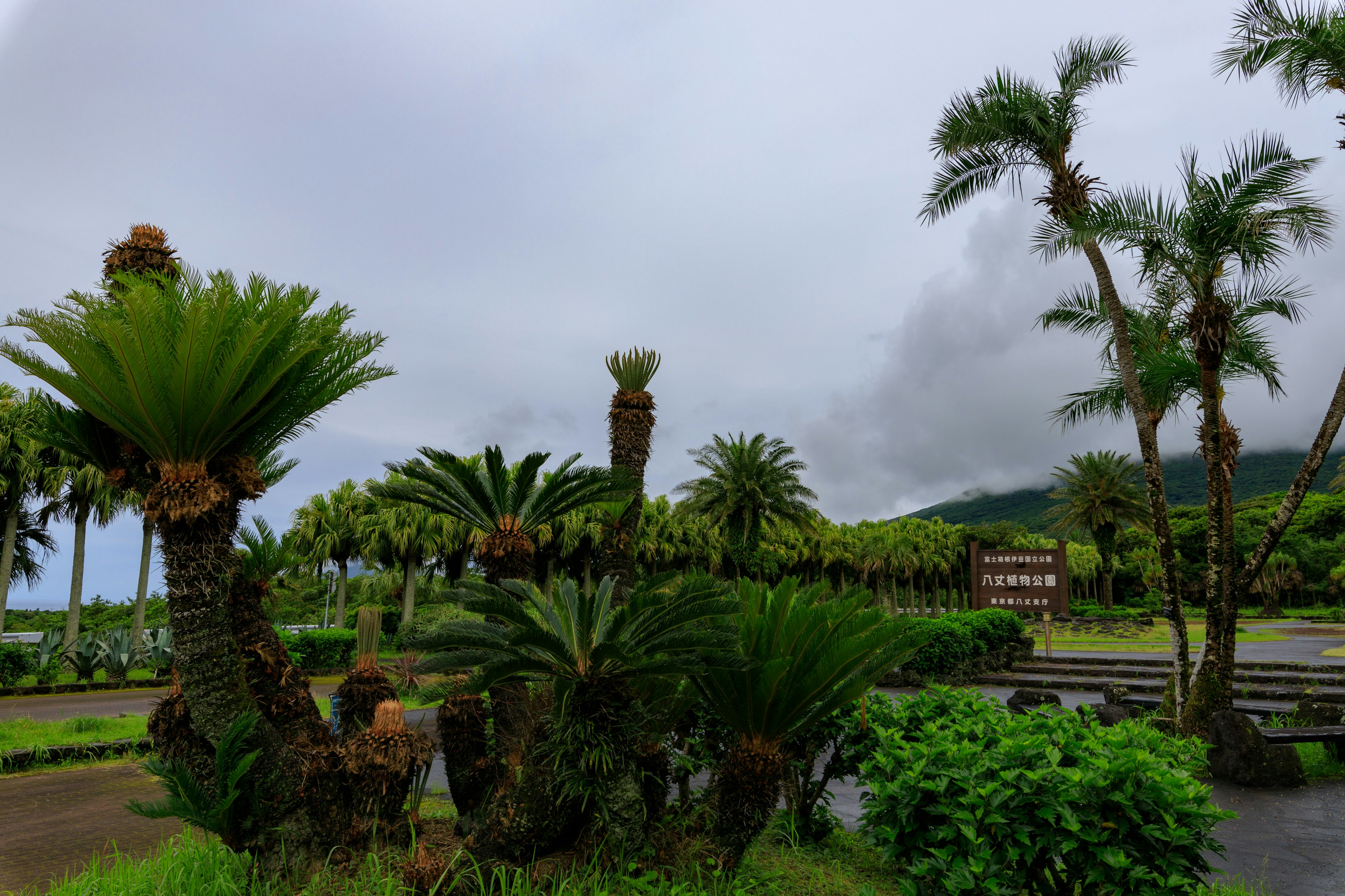 緑豊かな植物とパームツリーがある風景 雲がかかった空と遠くの山が背景