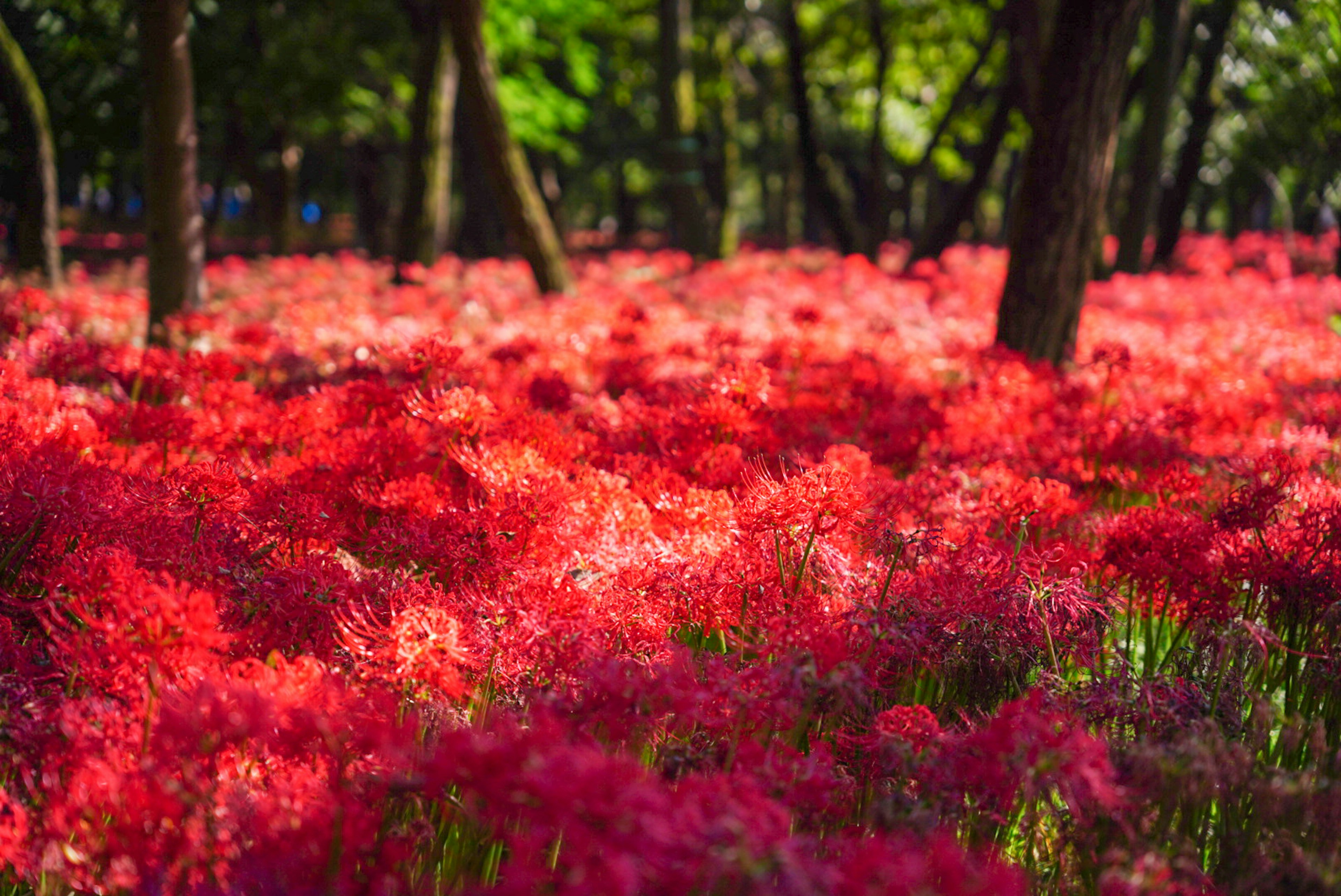 Un paesaggio forestale con fiori rossi vivaci in fiore