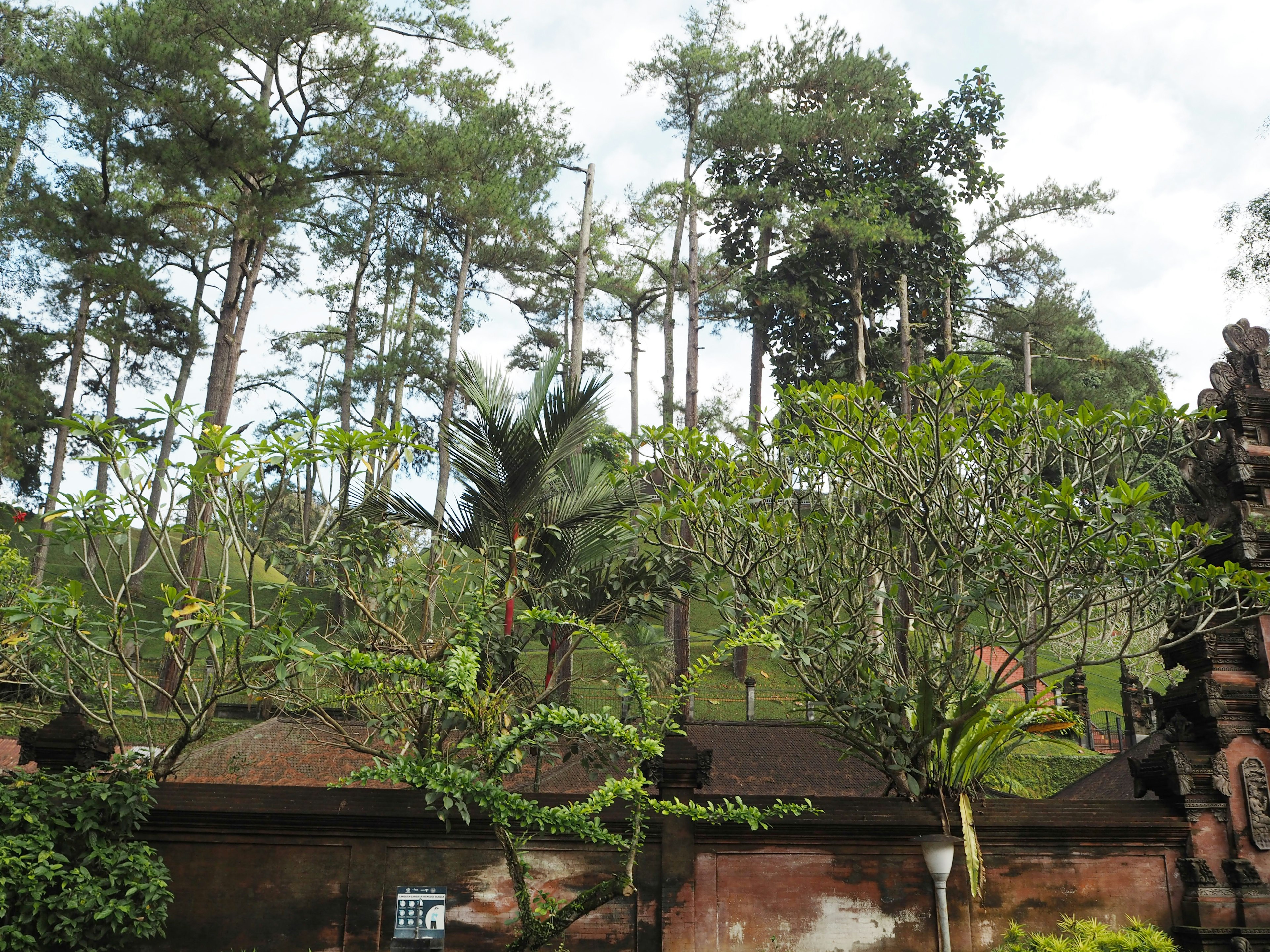 Vegetación exuberante con árboles y paisaje de jardín