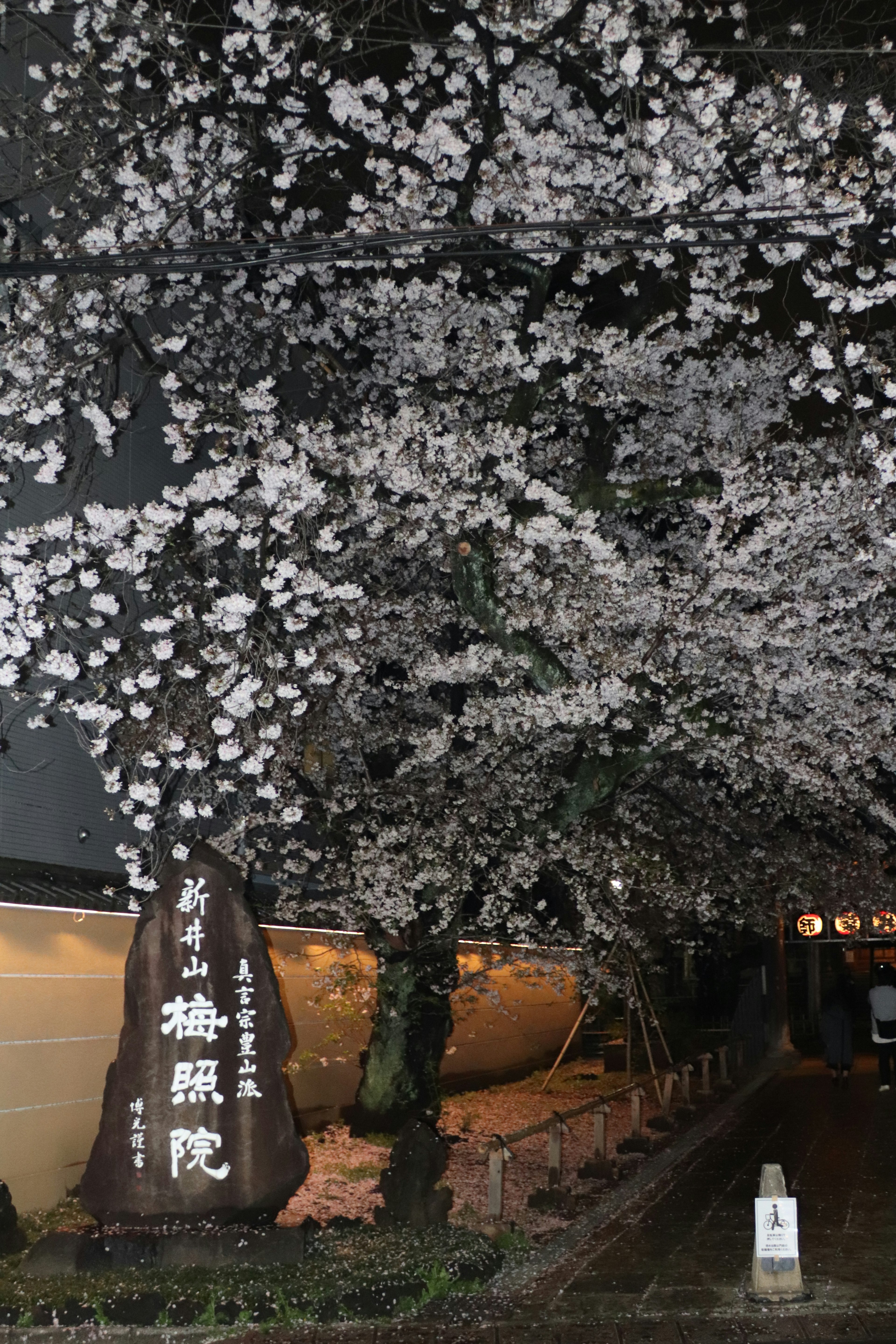 Cherry blossom trees illuminated at night near a sign