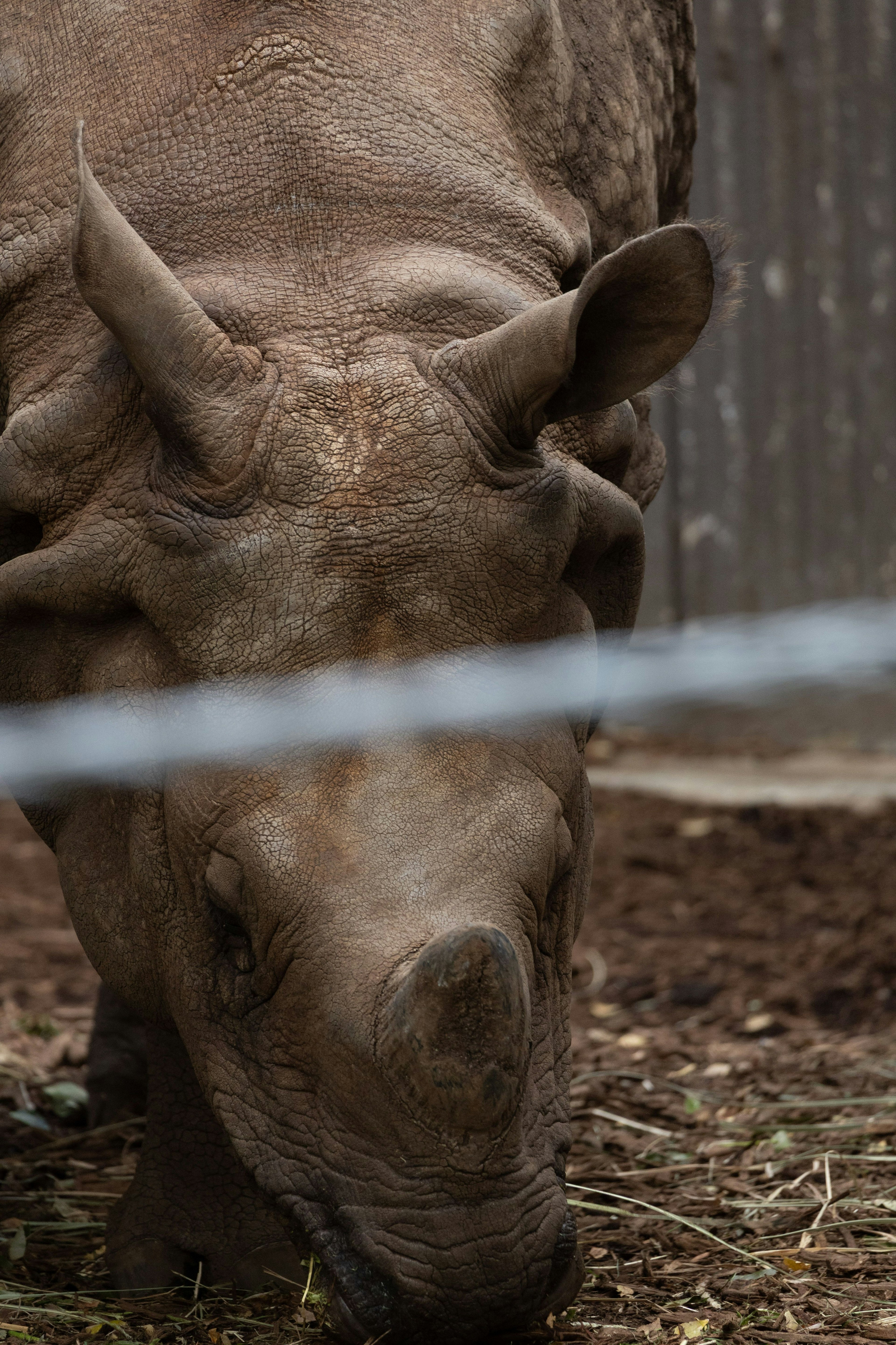 Gros plan d'un rhinocéros en train de brouter