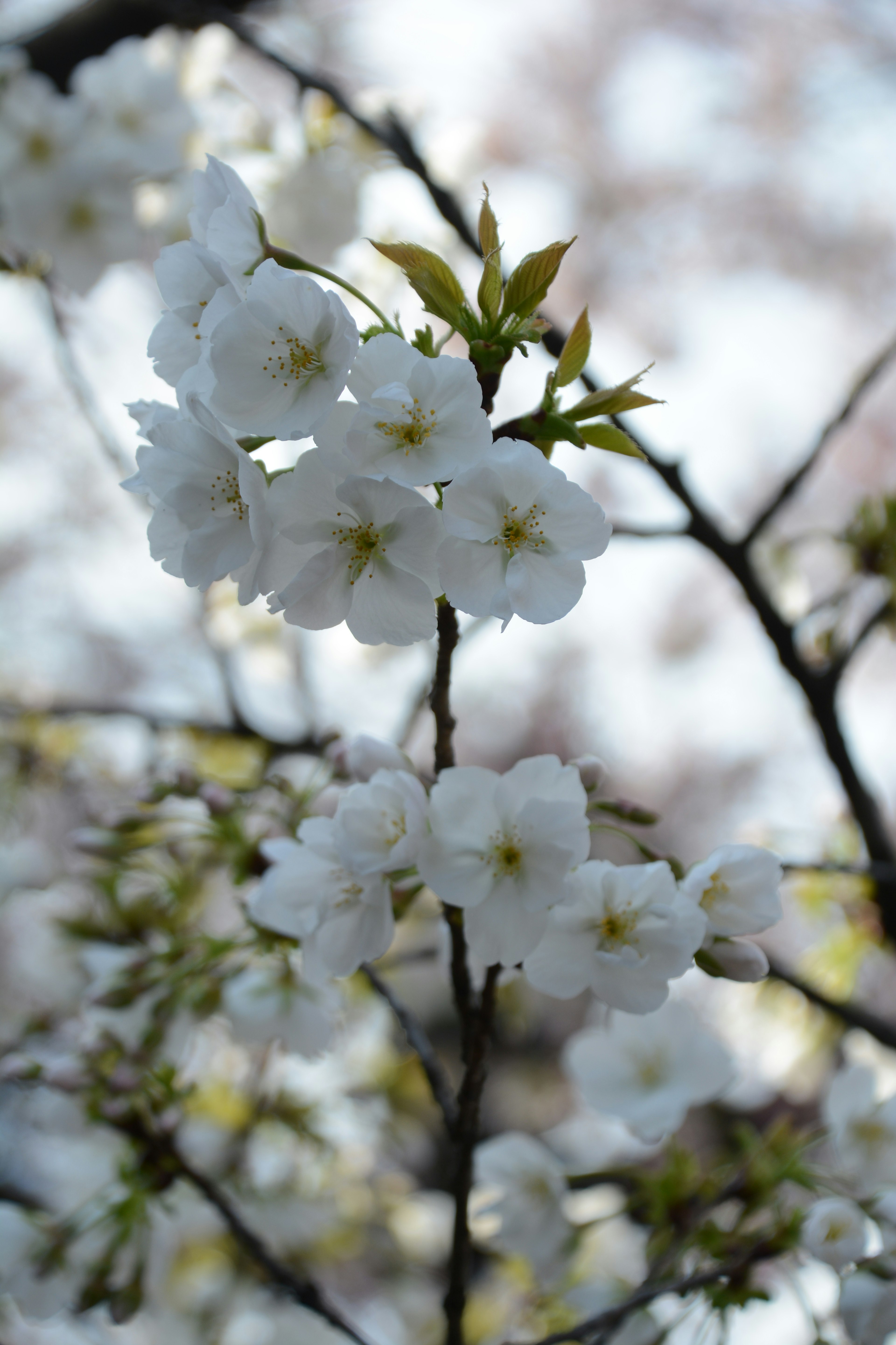 樱花树枝特写，开满白色花朵