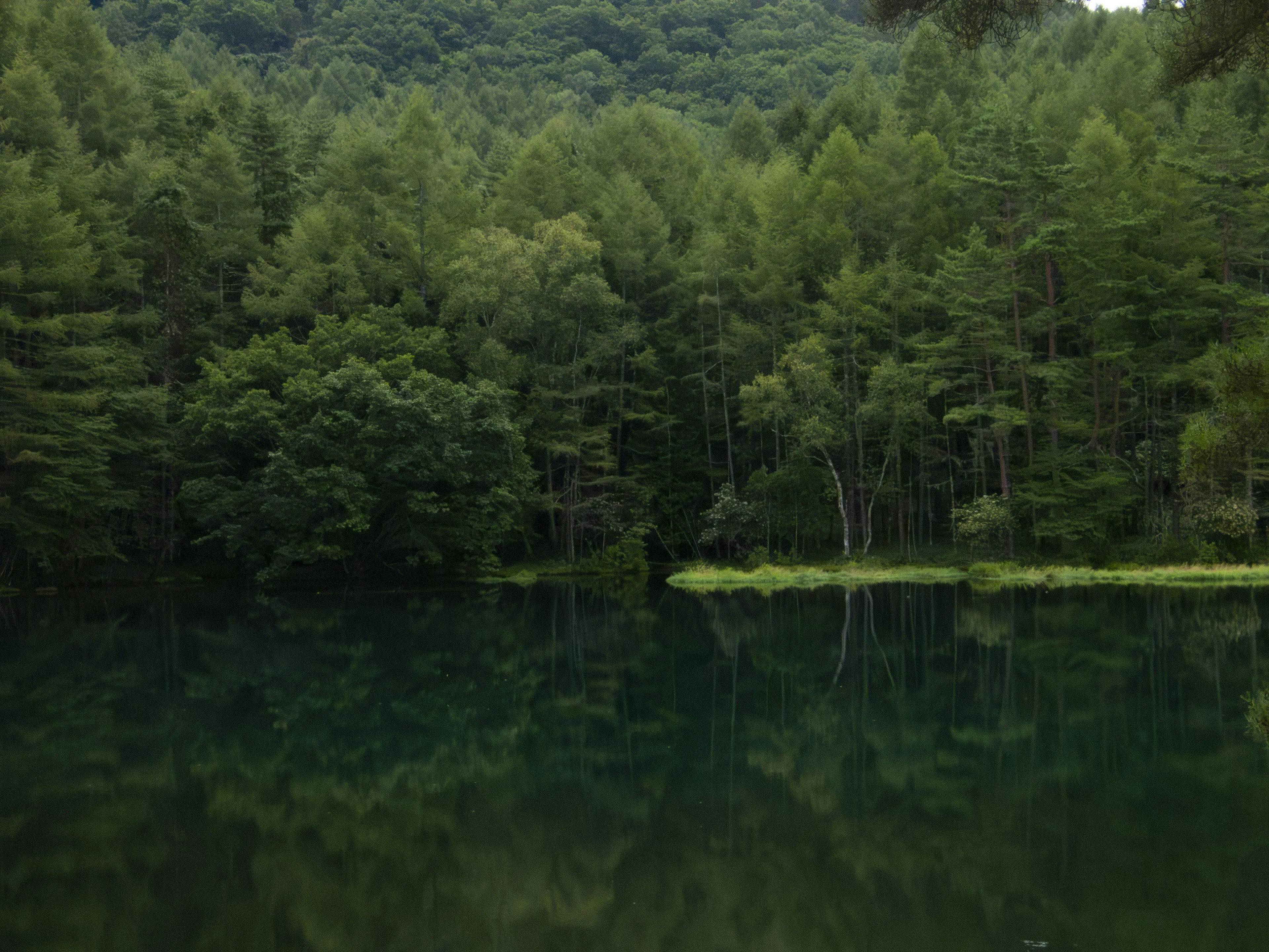 Danau tenang dengan pantulan hutan hijau subur