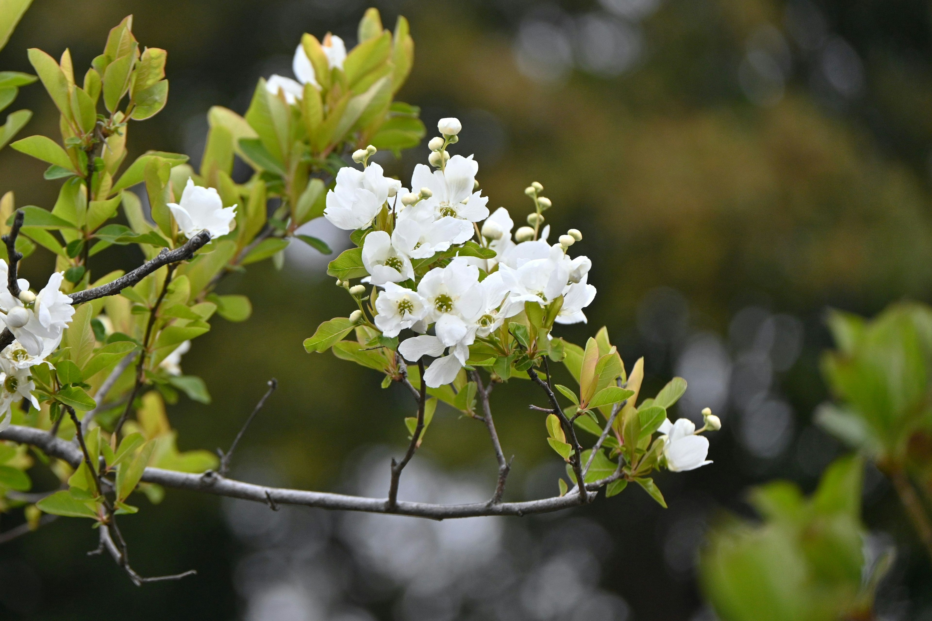 Ramo con fiori bianchi e foglie verdi su uno sfondo sfocato